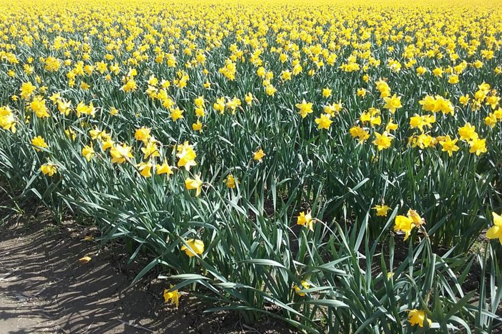 Skagit Valley Tulip Festival Tour - Image 6