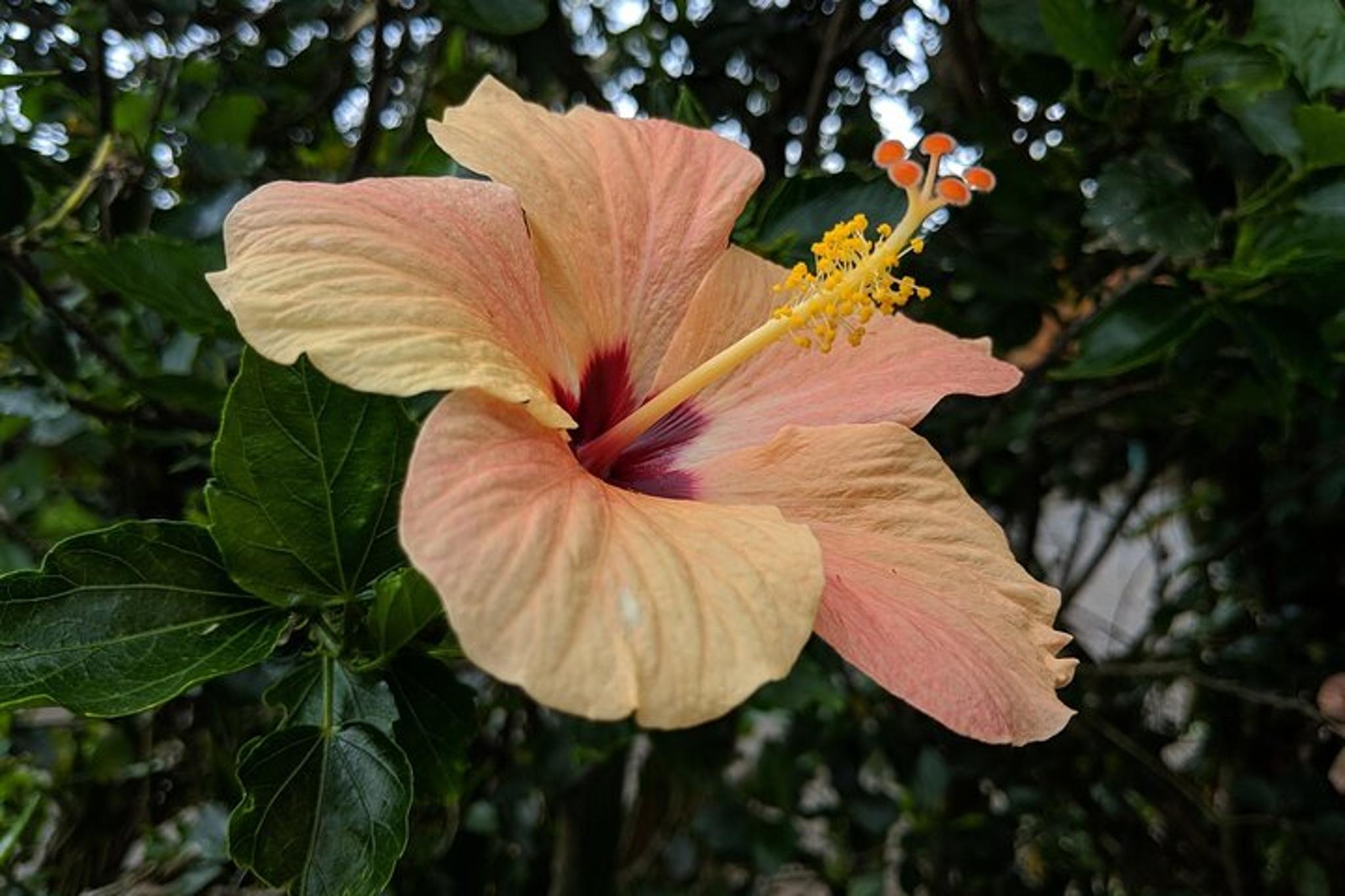 Maui Road to Hana Tour with Guide - Image 4