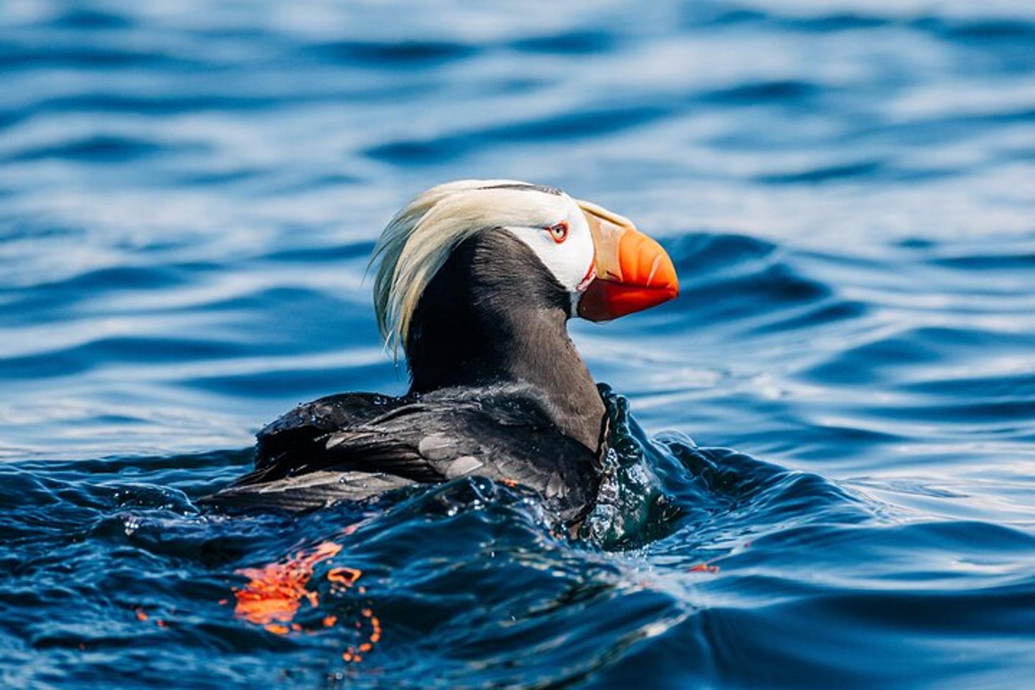 Sitka Wildlife Film Experience with Q&A 45 min - Image 4