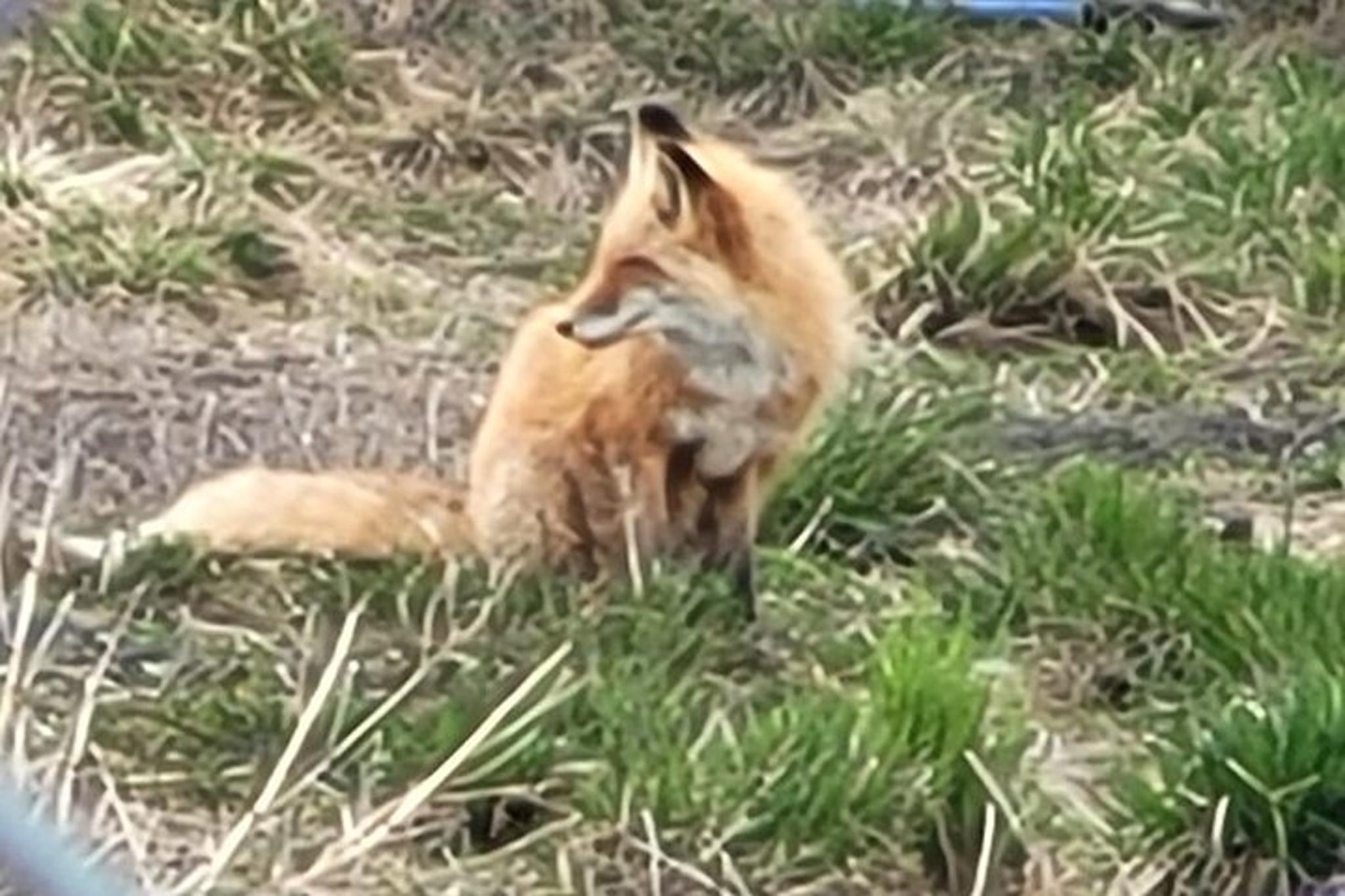 Anchorage Alaska Wildlife Conservation Center Tour - Image 4