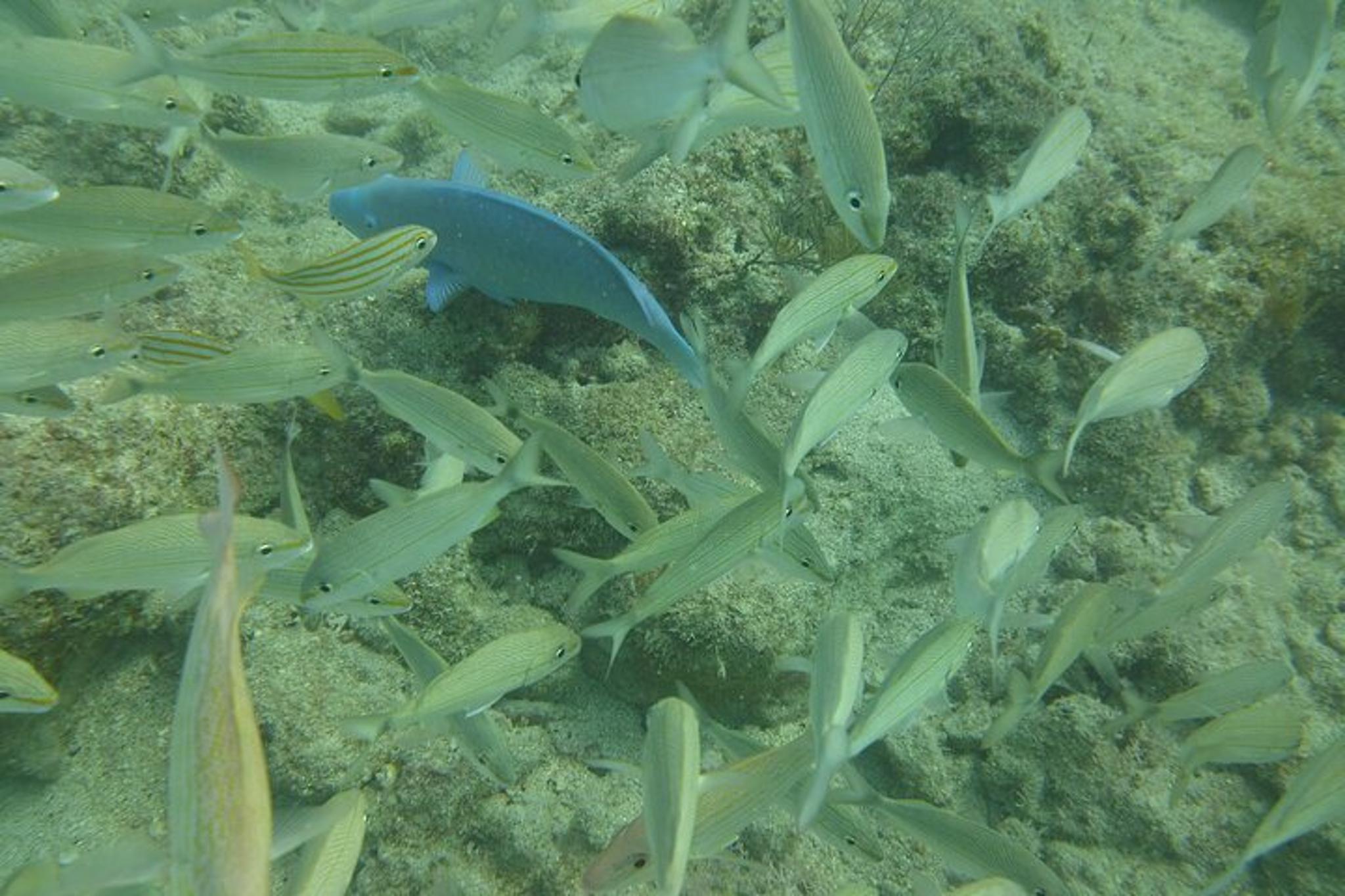 Panama City Snorkeling Tour - Image 5