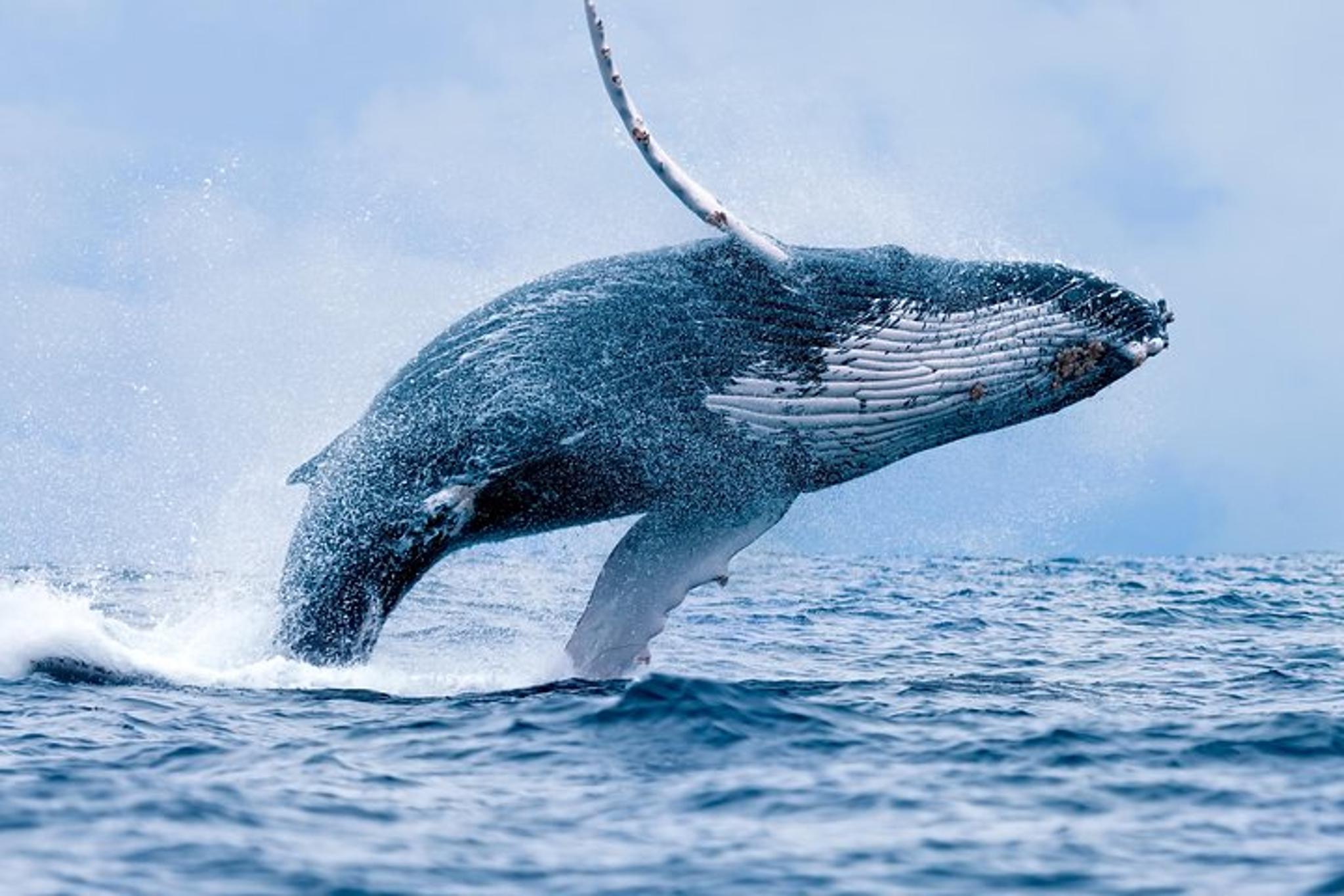 Ma'alaea Harbor Whale Watch Cruise
