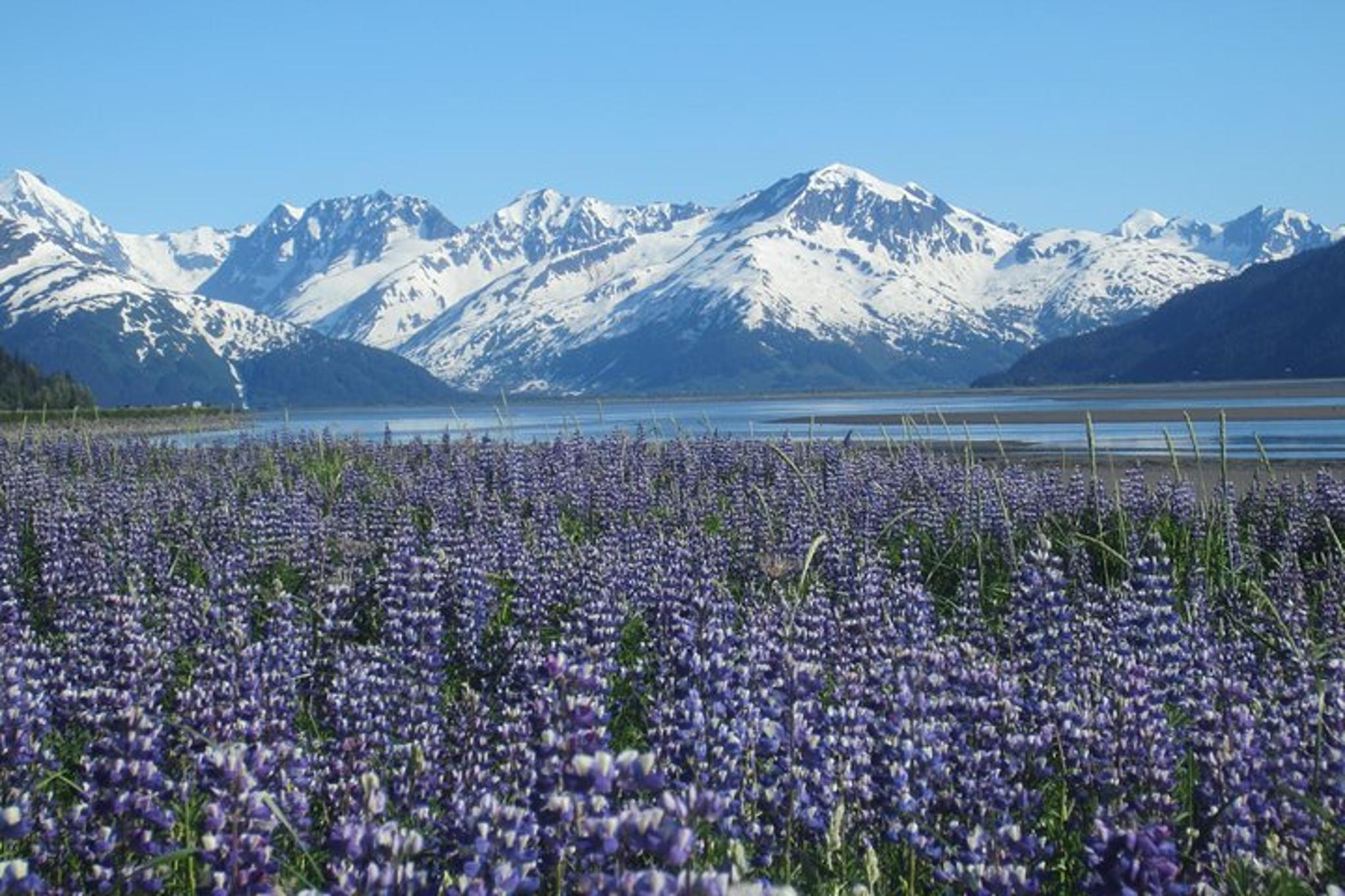 Anchorage Wildlife and Glacier Tour with Rainforest Walk - Image 3