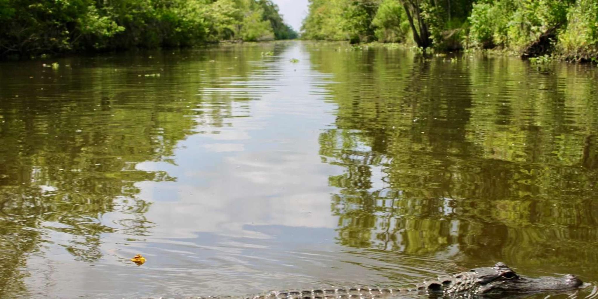 New Orleans Airboat Swamp Tour - Image 5