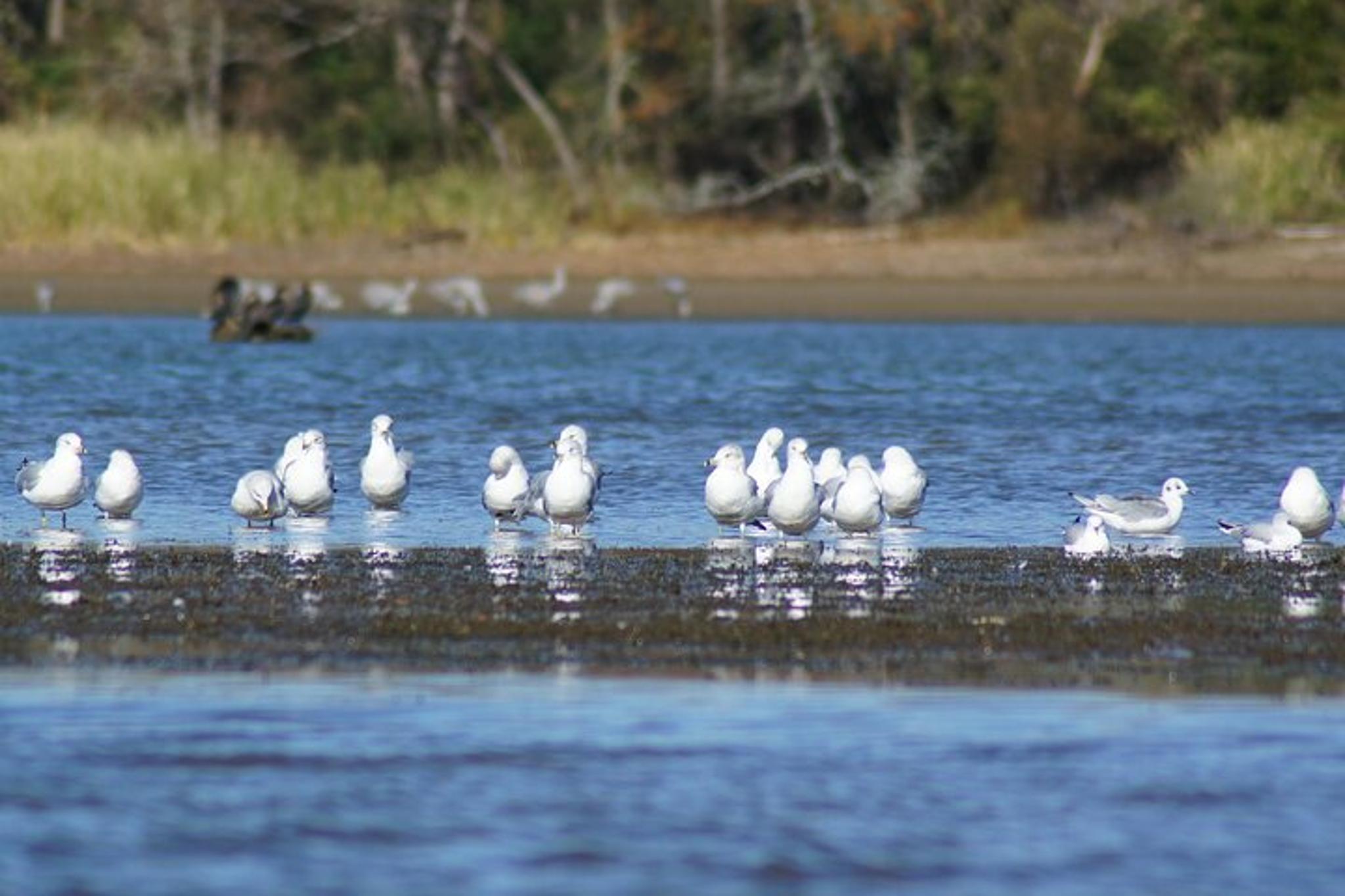 Chattanooga Sandhill Crane Kayak Tour - Image 3