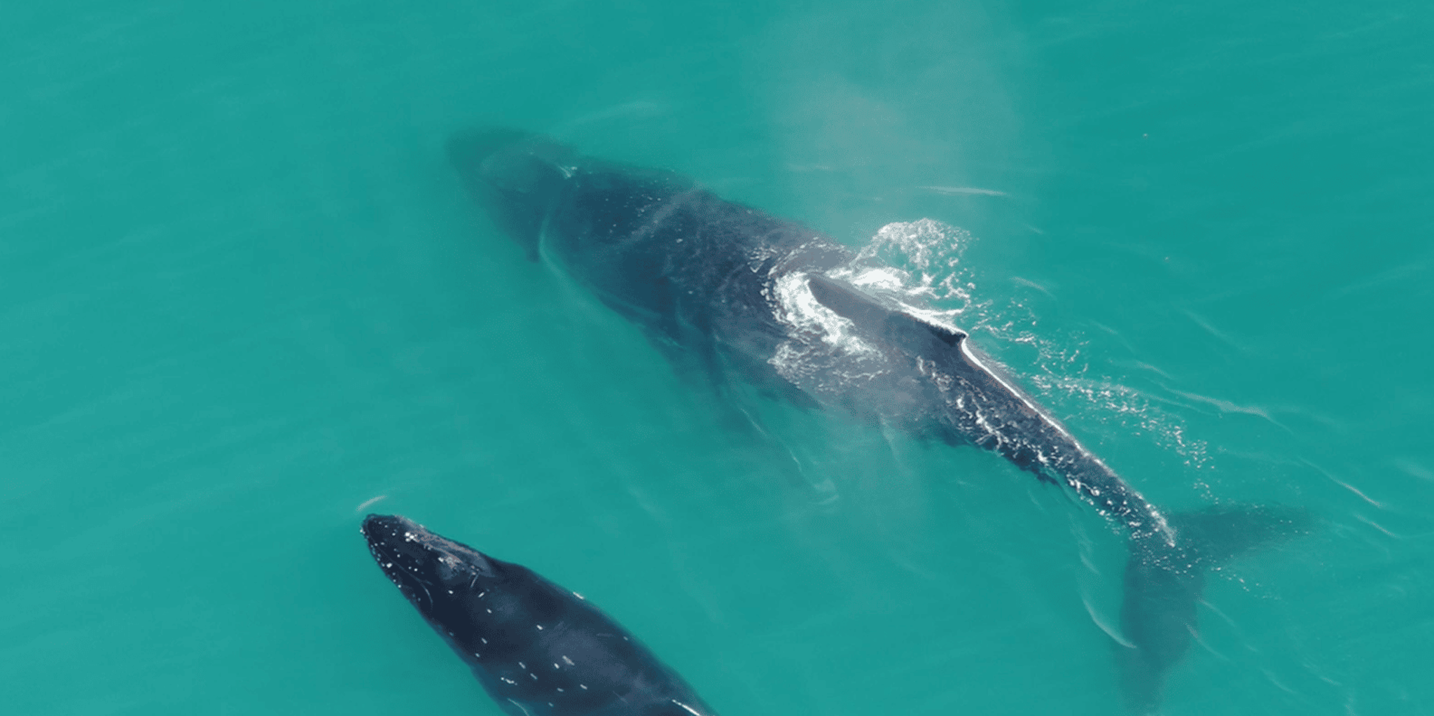 Hoonah Whale Watching with Drone Filmography - Image 5