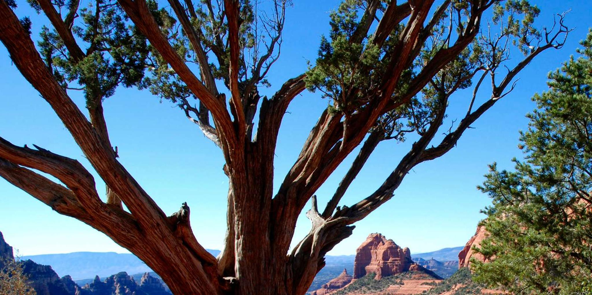 Sedona Jeep Tour 4X4 Climb - Colorado Plateau - Image 3