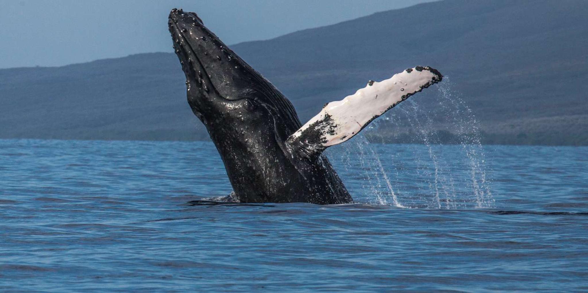 Maui Whale Watching Sail & Lunch - Image 2