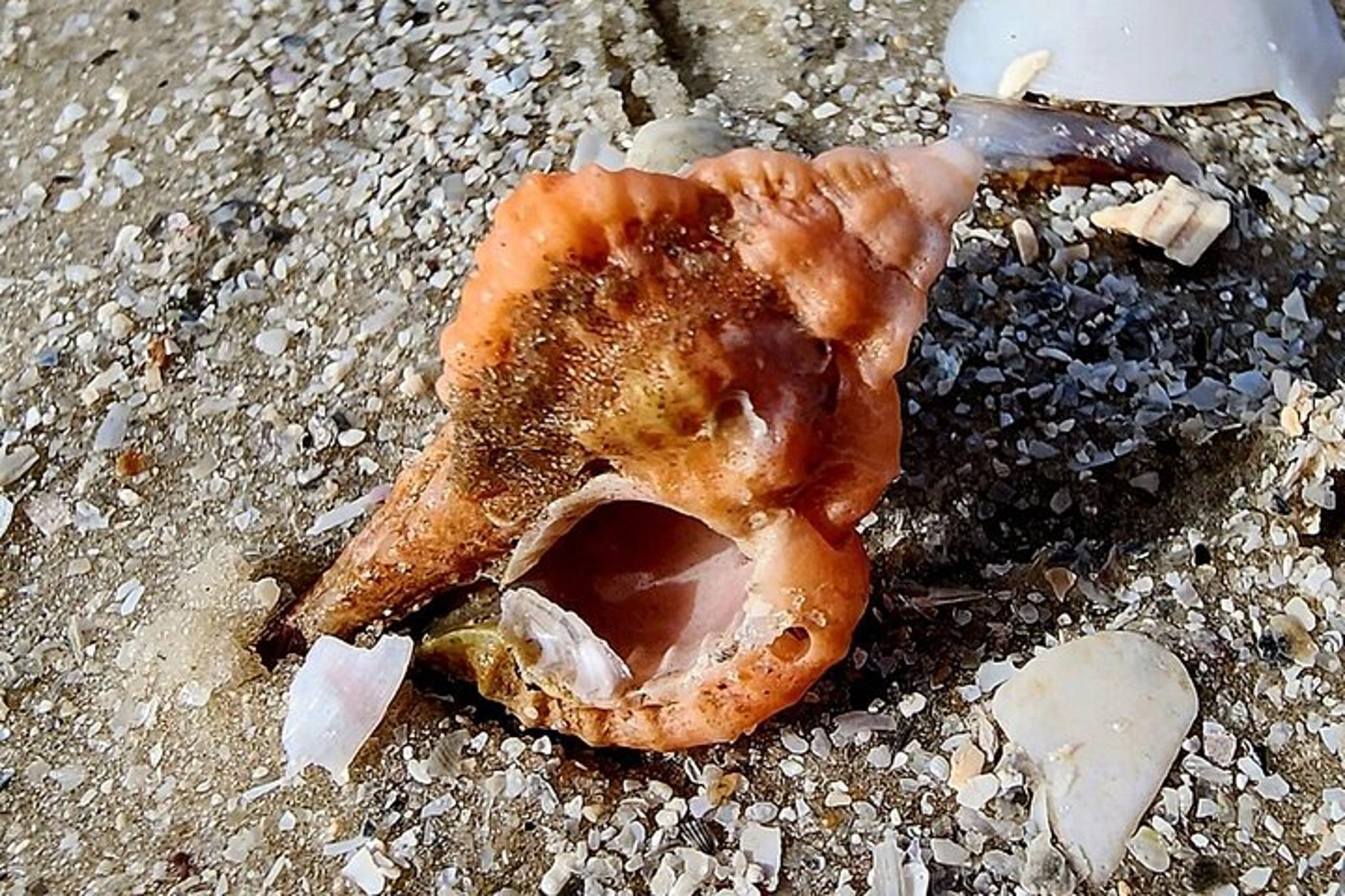 Marco Island Shelling and Dolphin EcoTour 3 hr - Image 3