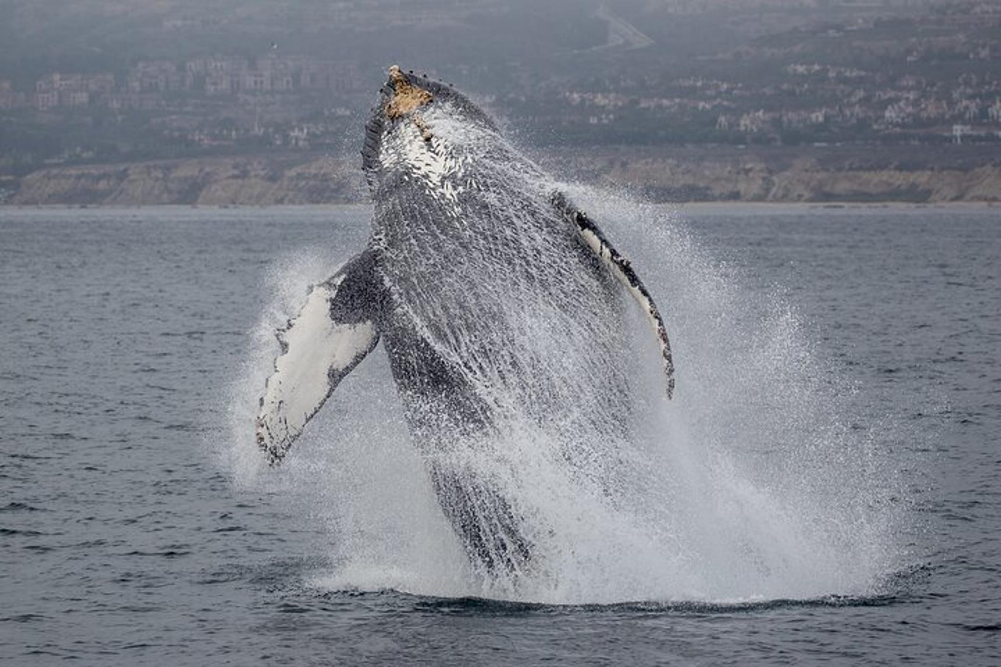 Newport Beach Whale Watching Tour - Image 5