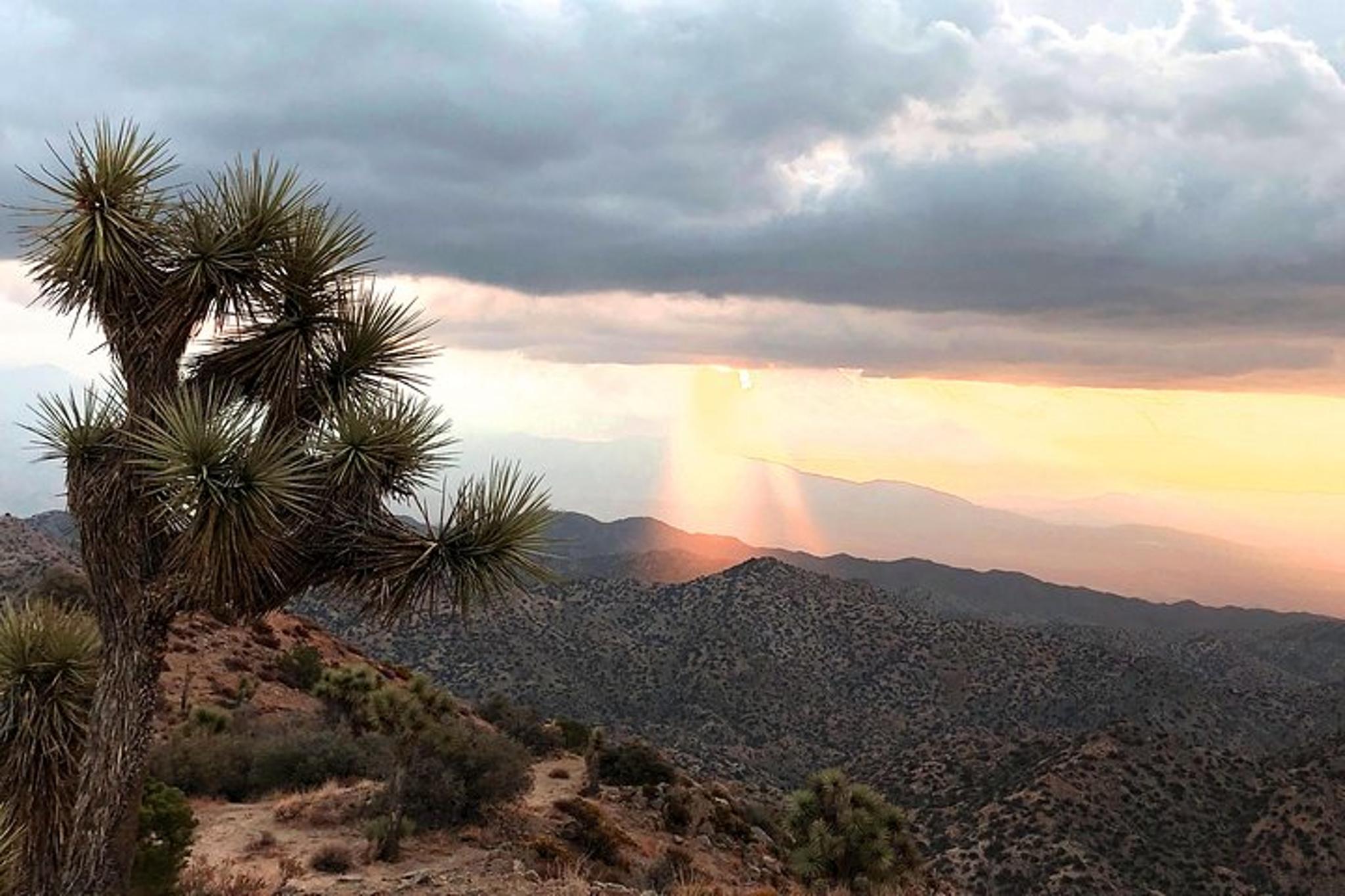 Joshua Tree National Park Scenic Tour - Image 5