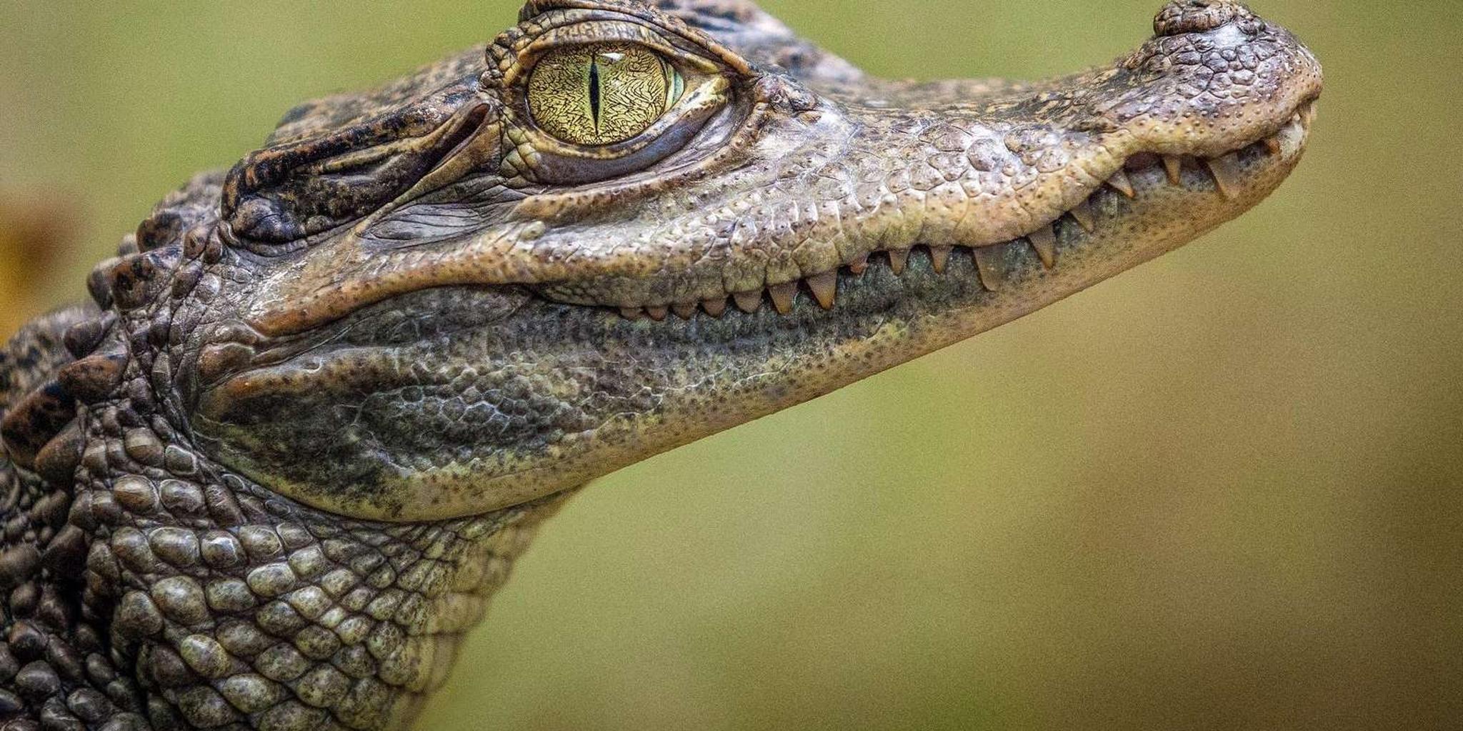 Miami Everglades Airboat & Gator Spotting Tour - Image 4