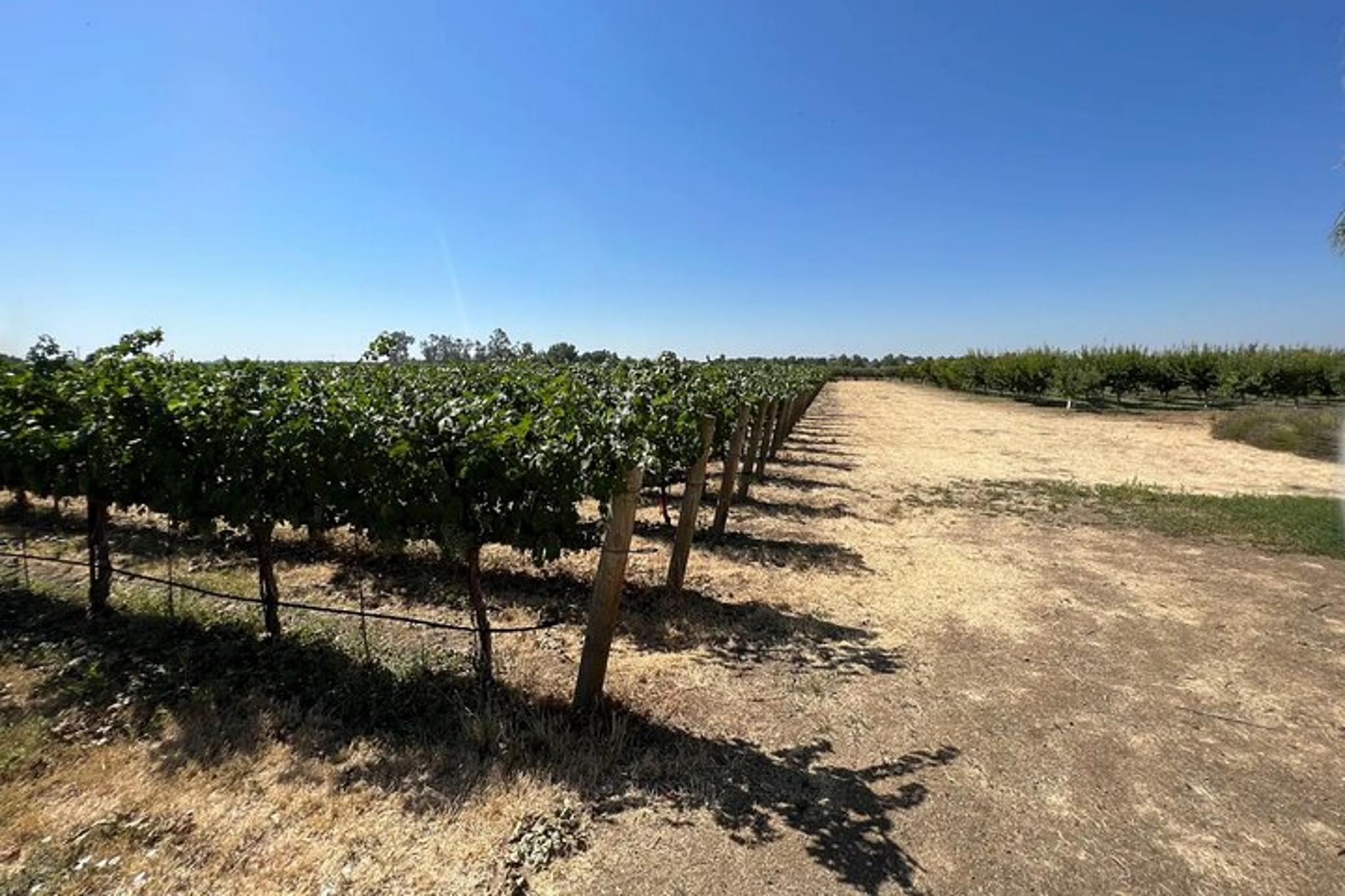 Yolo County Culinary & Cultural Audio Tour - Image 5