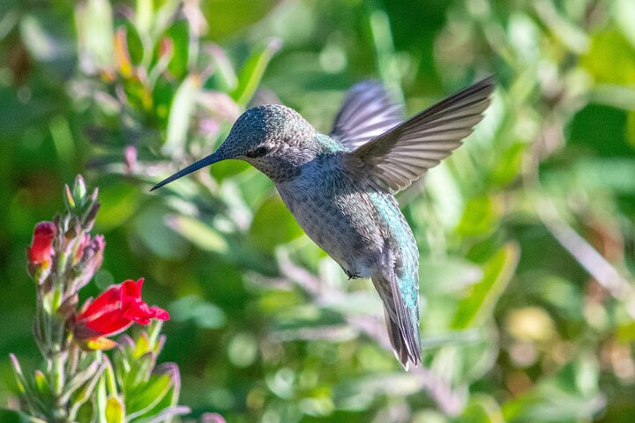 San Francisco Wildlife Walking Tour 90 Min - Image 2