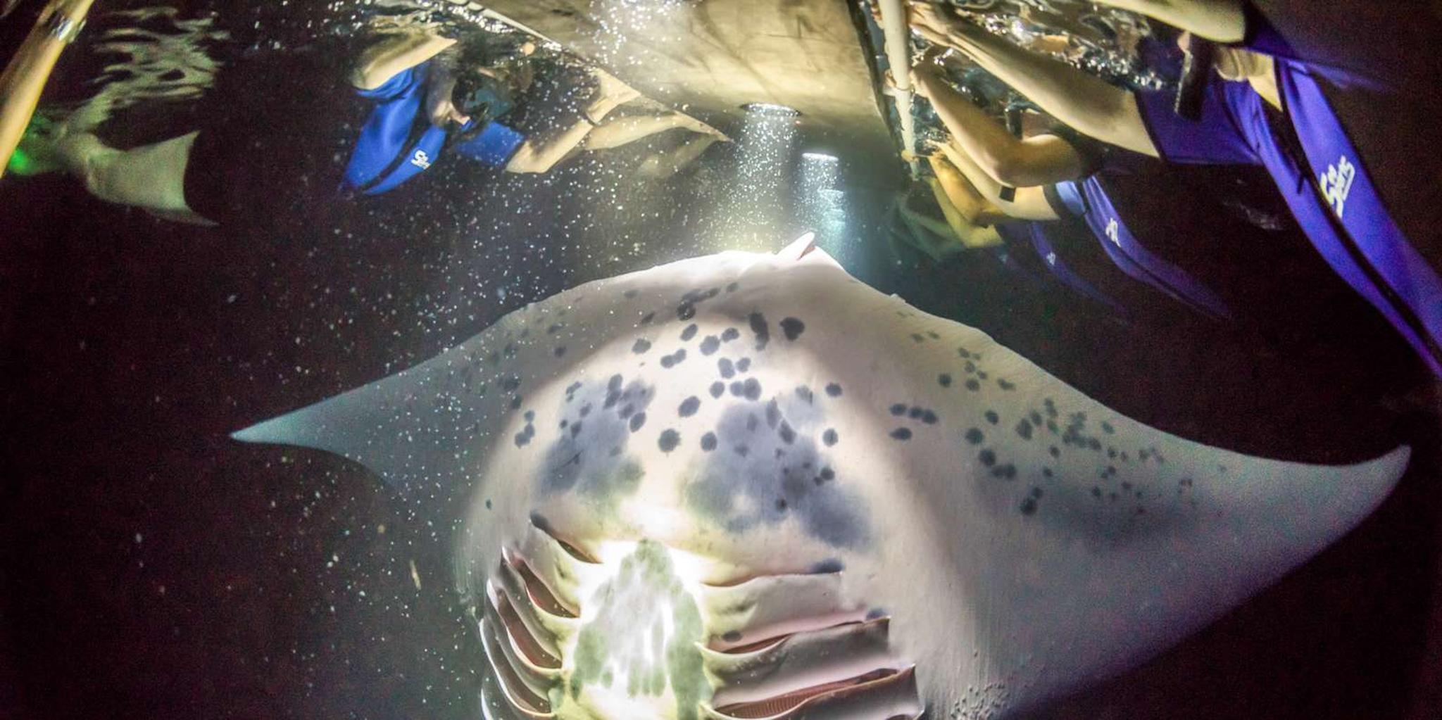 Kailua Kona Manta Ray Night Snorkel Adventure - Image 4