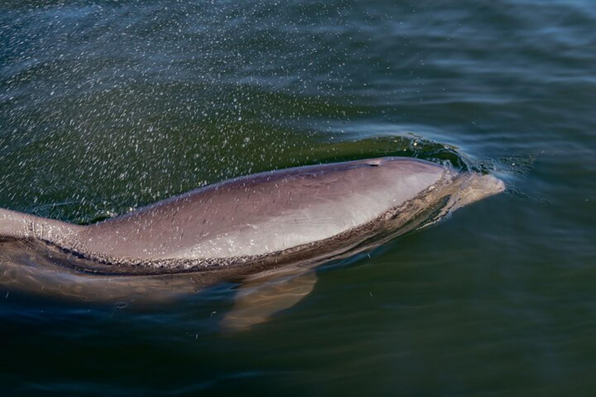 New Smyrna Beach Pedal Kayak Tour