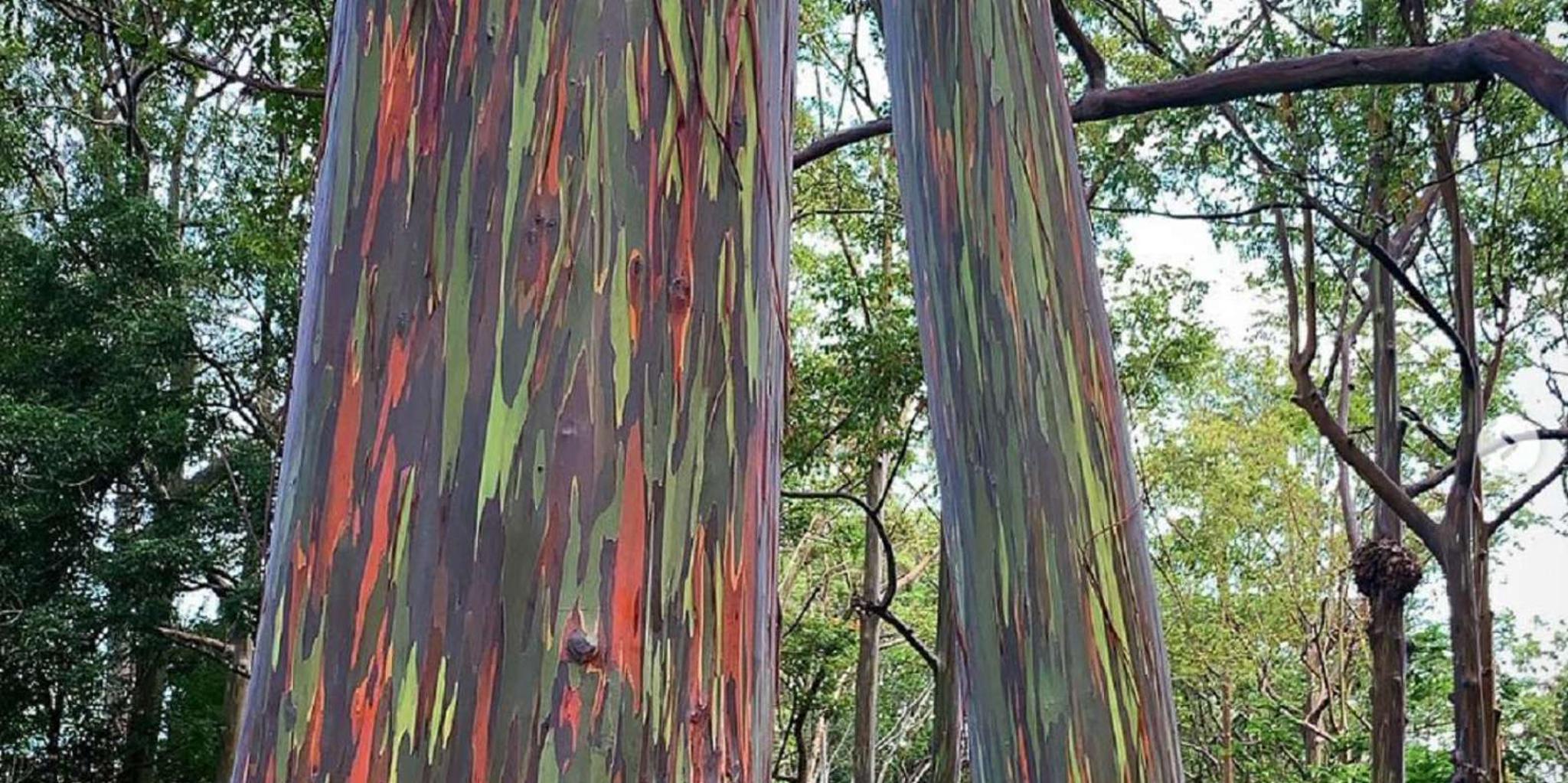 Kauai Hiking Adventure with Private Guide 6 hr - Image 3