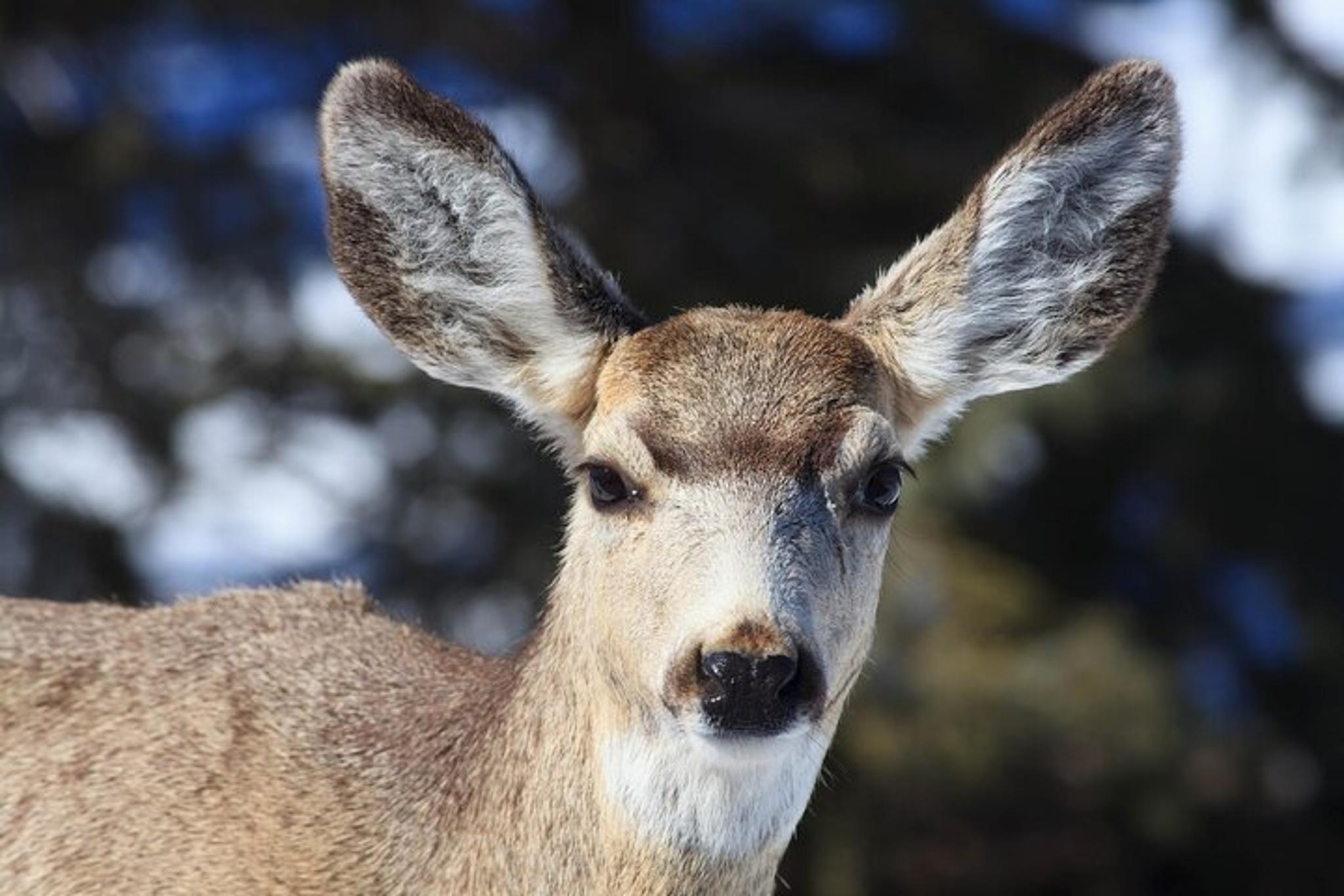 Bozeman Snowshoe Safari in Yellowstone - Image 5
