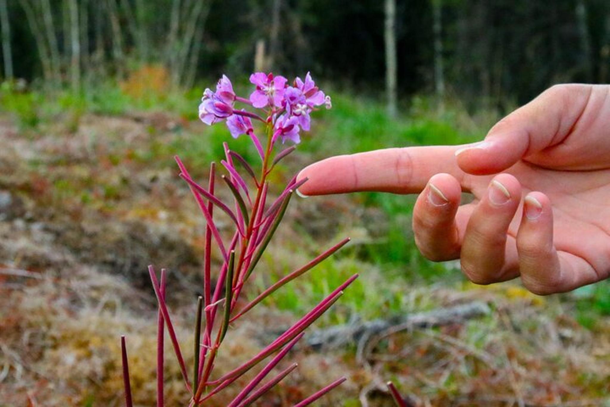 Denali Nature Hike - Image 5