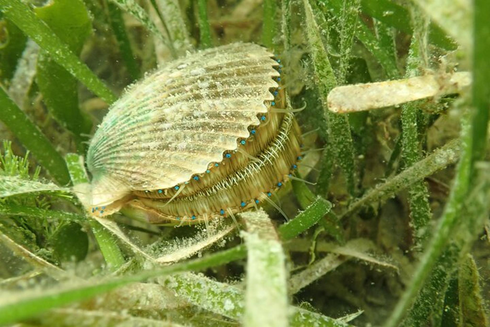 Mangrove Point Scalloping Tour 7 hr - Image 6