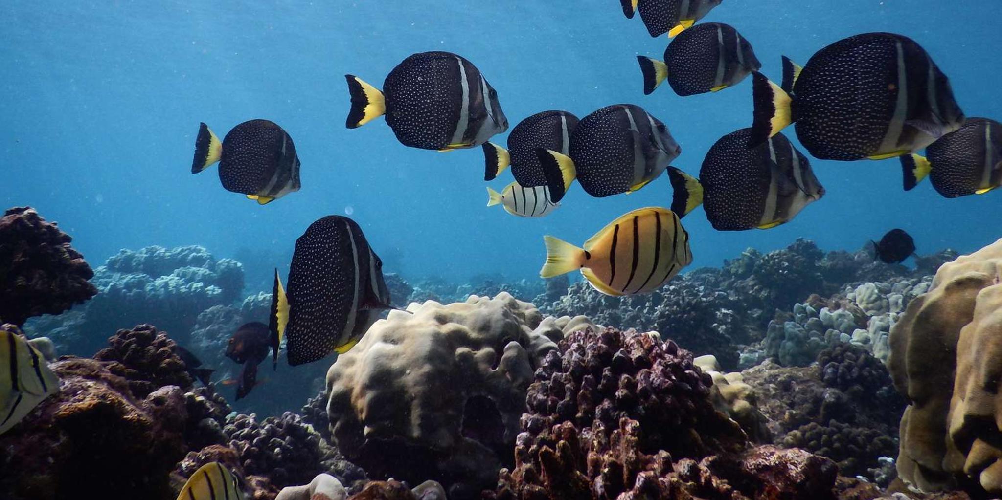 Kaanapali West Maui Snorkeling Tour with Drinks - Image 3