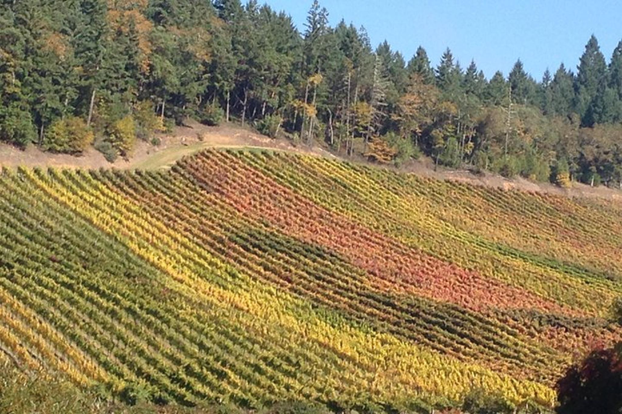 Eugene Wine Tour with Tastings - Image 3