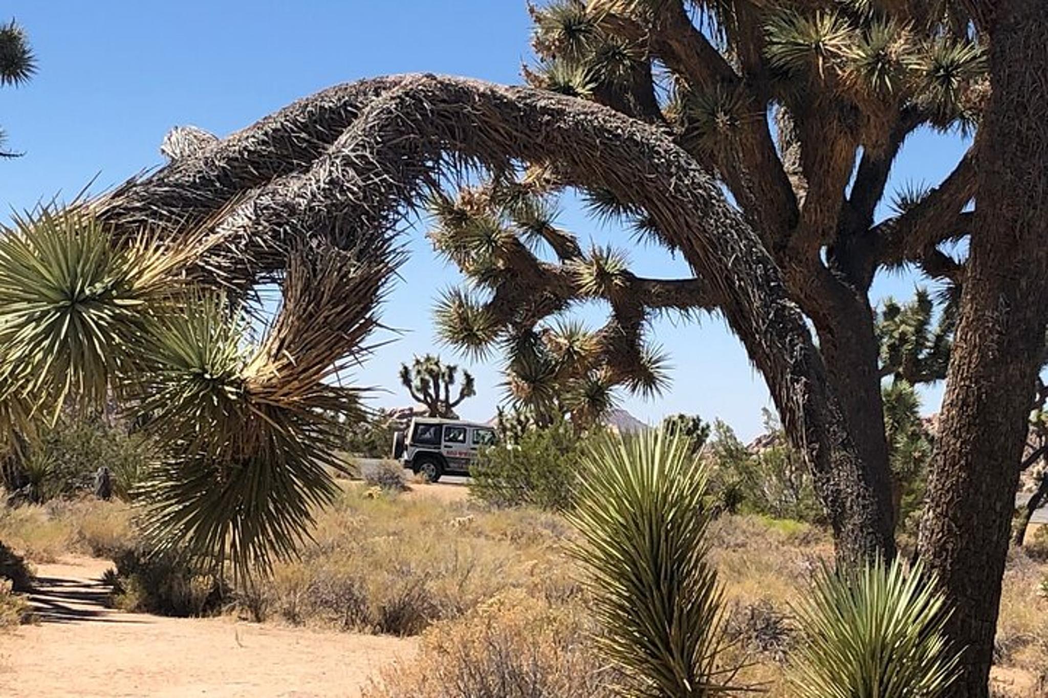 Joshua Tree National Park Driving Tour - Image 6
