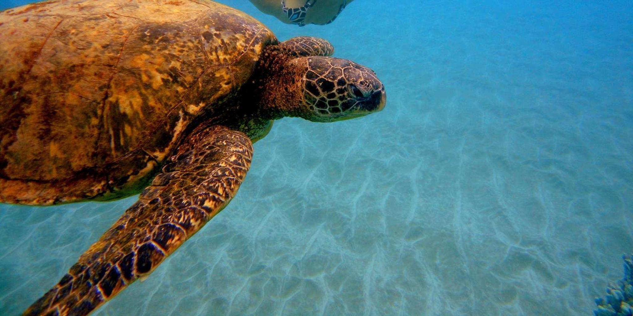 Maui Snorkeling Boat Tour from Ka'anapali - Image 2