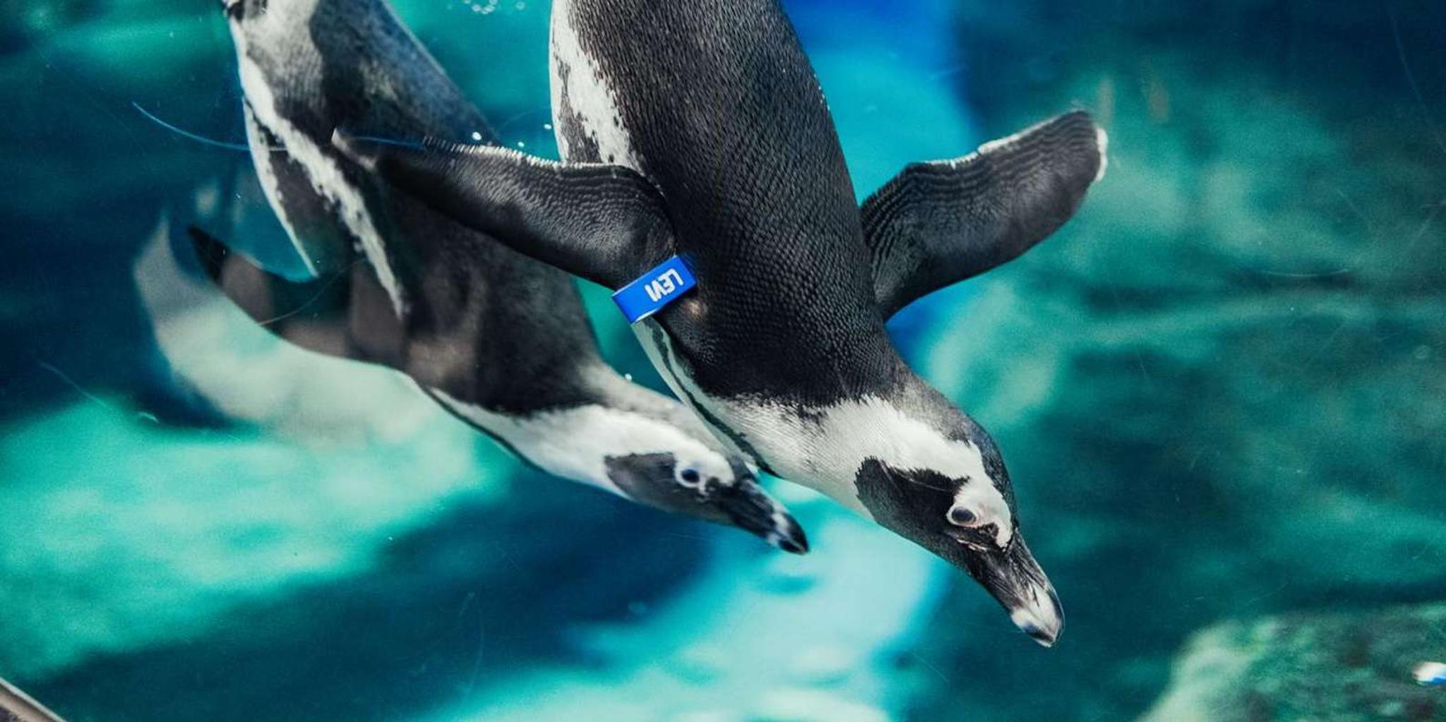 Gatlinburg Ripley's Aquarium & Combo Ticket - Image 2
