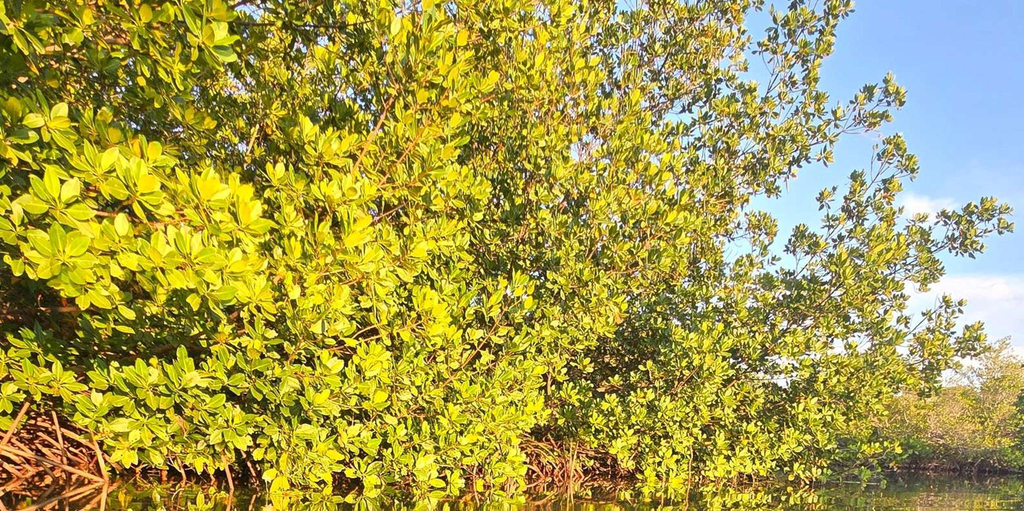 Key West Kayak or Paddleboard Rental 2 hr - Image 4