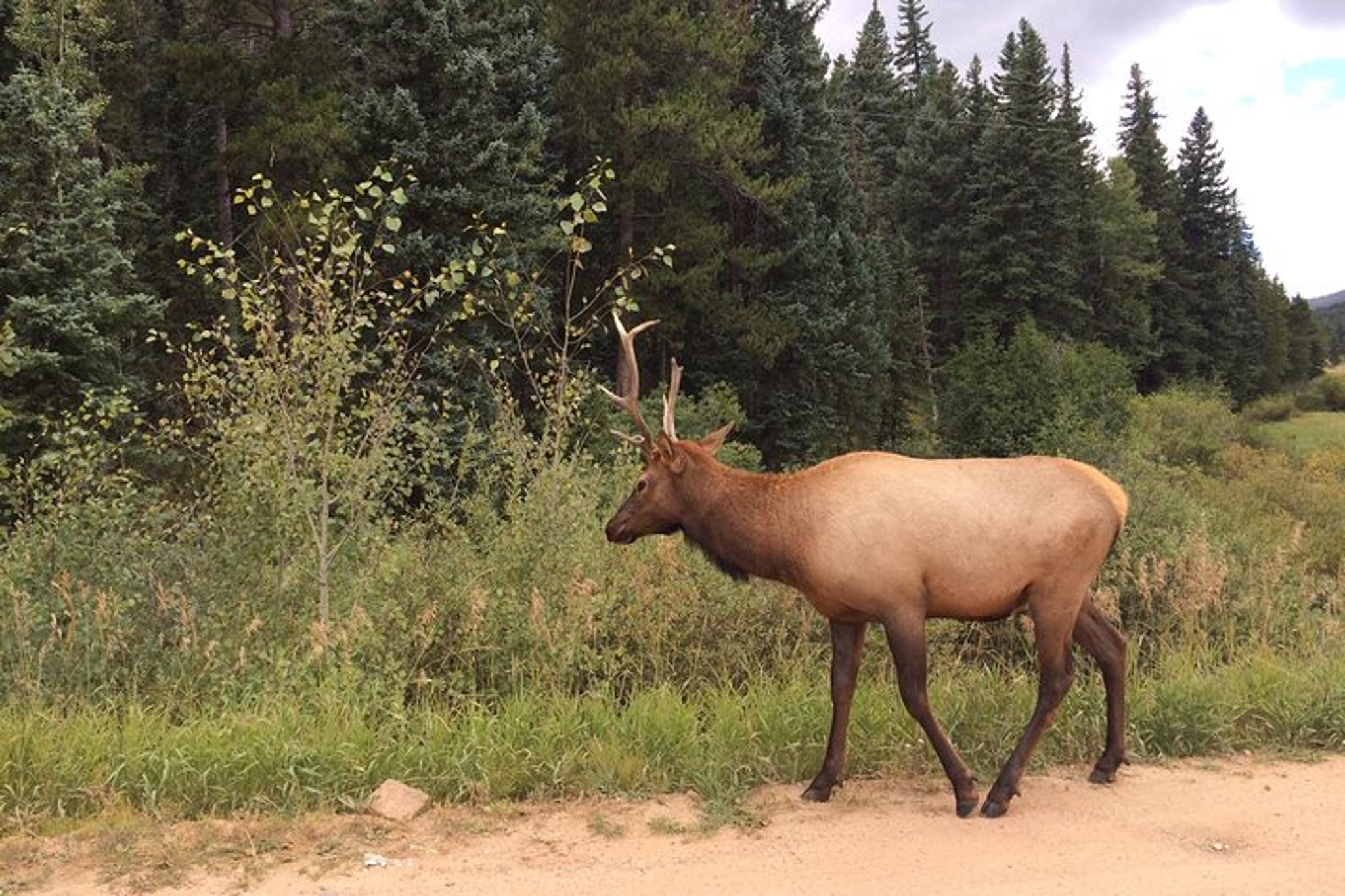 Denver Zipline Adventure in the Rockies 2 hr - Image 4