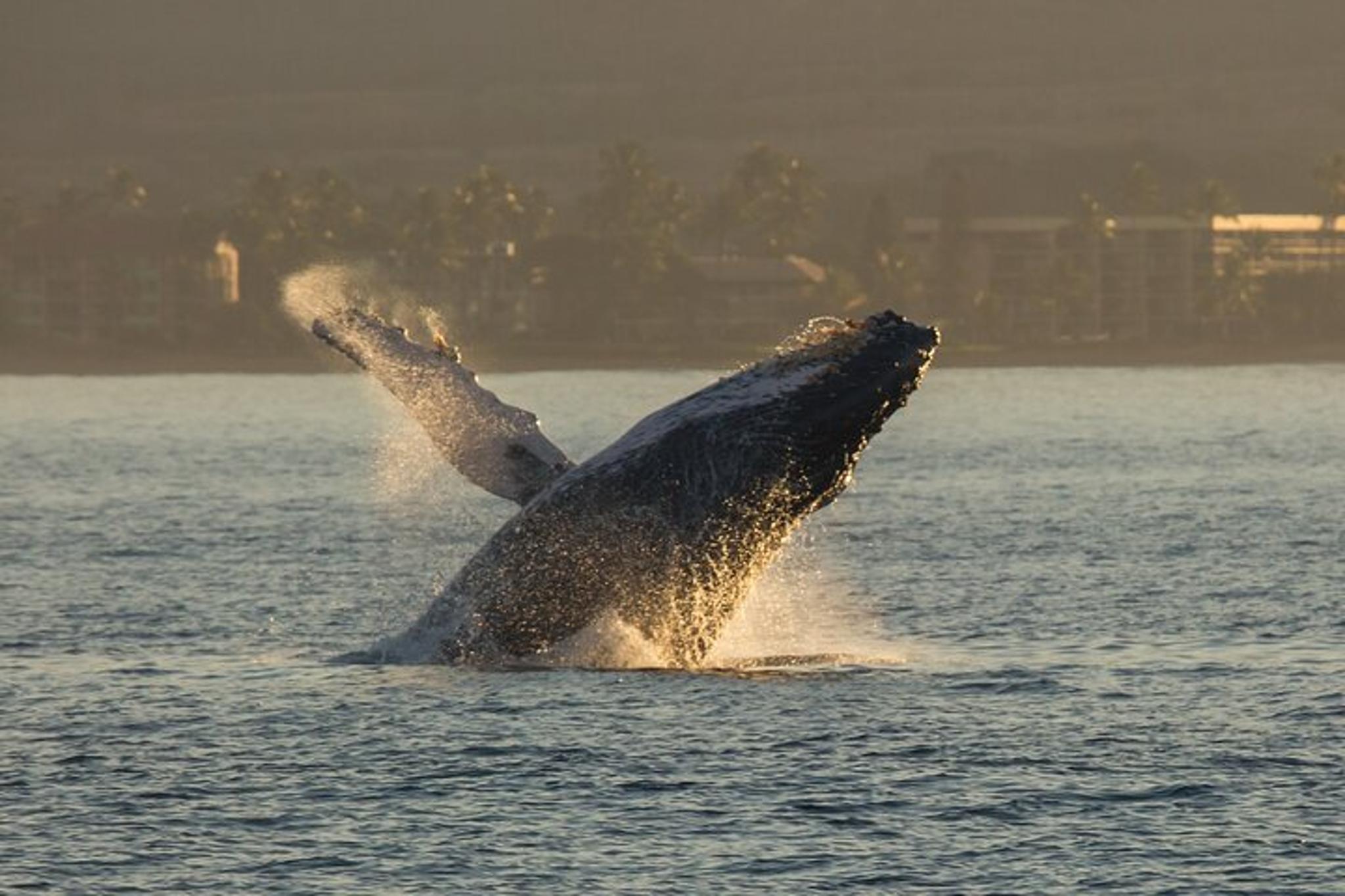 Maui Whale Watching Sail - Image 6