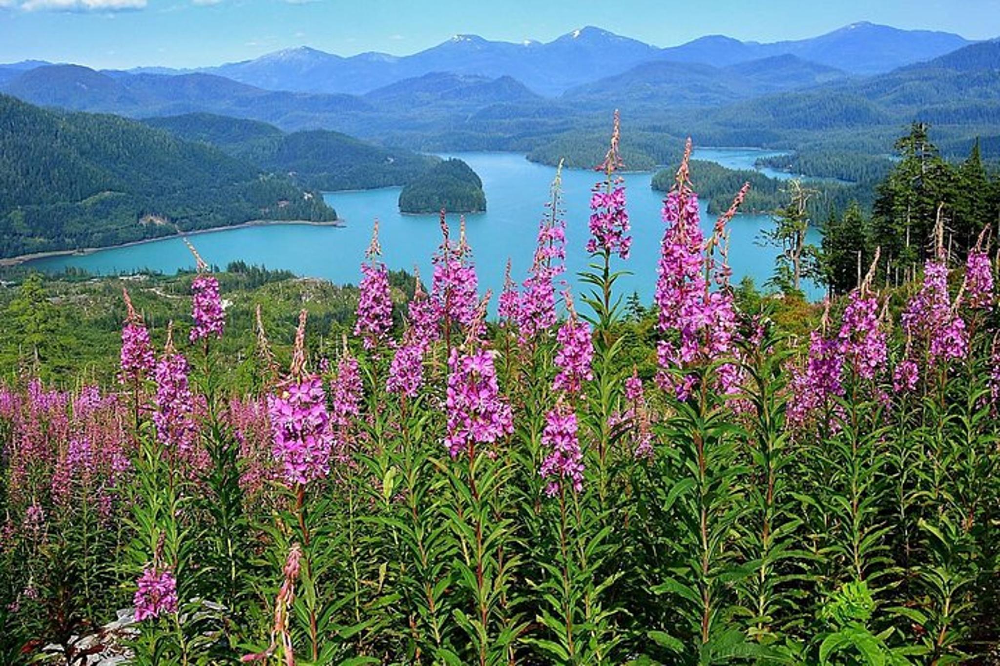 Ketchikan Hummer Tour of Tongass Rainforest - Image 5