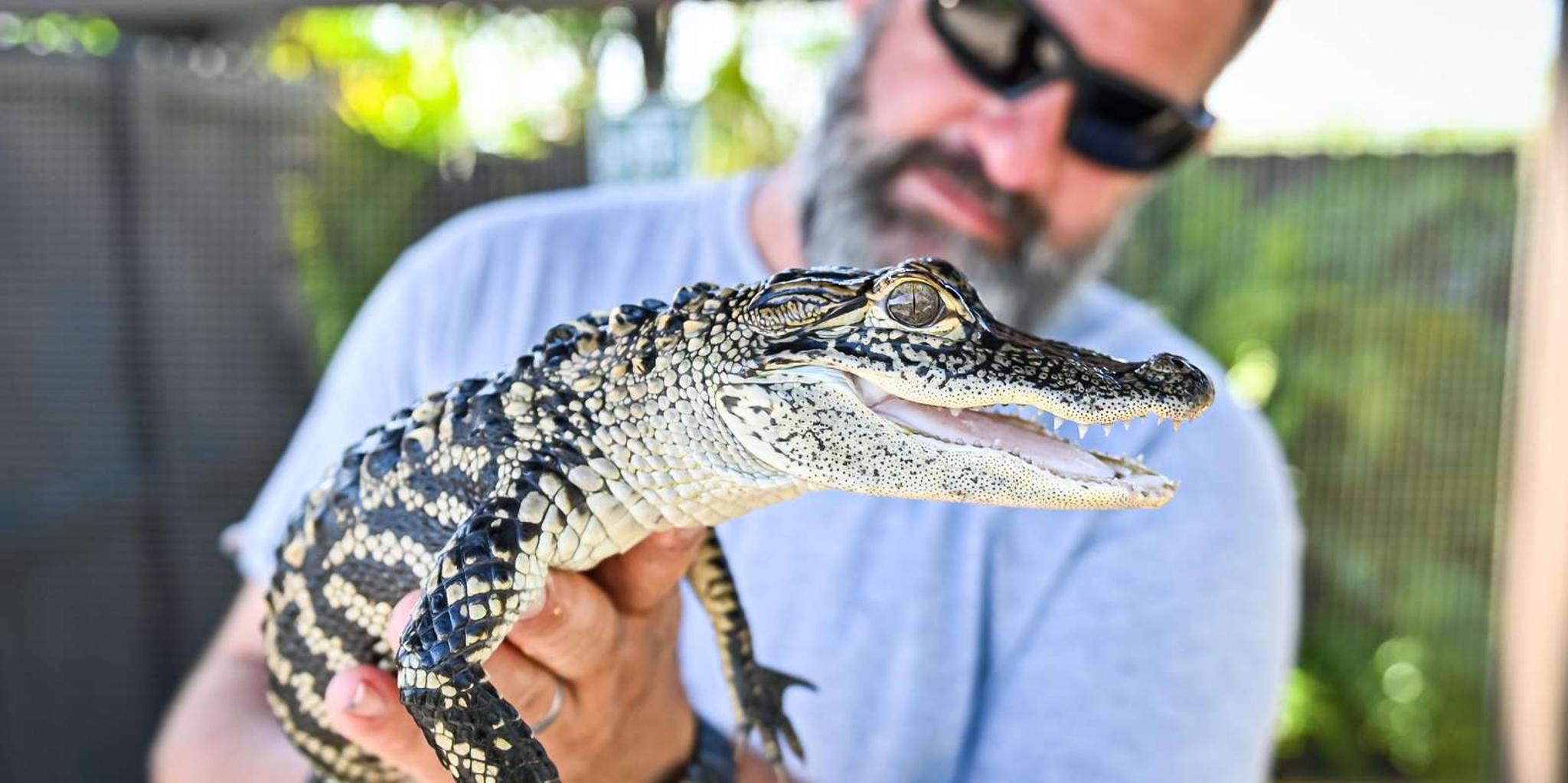 Miami Everglades, Bay Cruise & Open-Top Bus Tour - Image 2