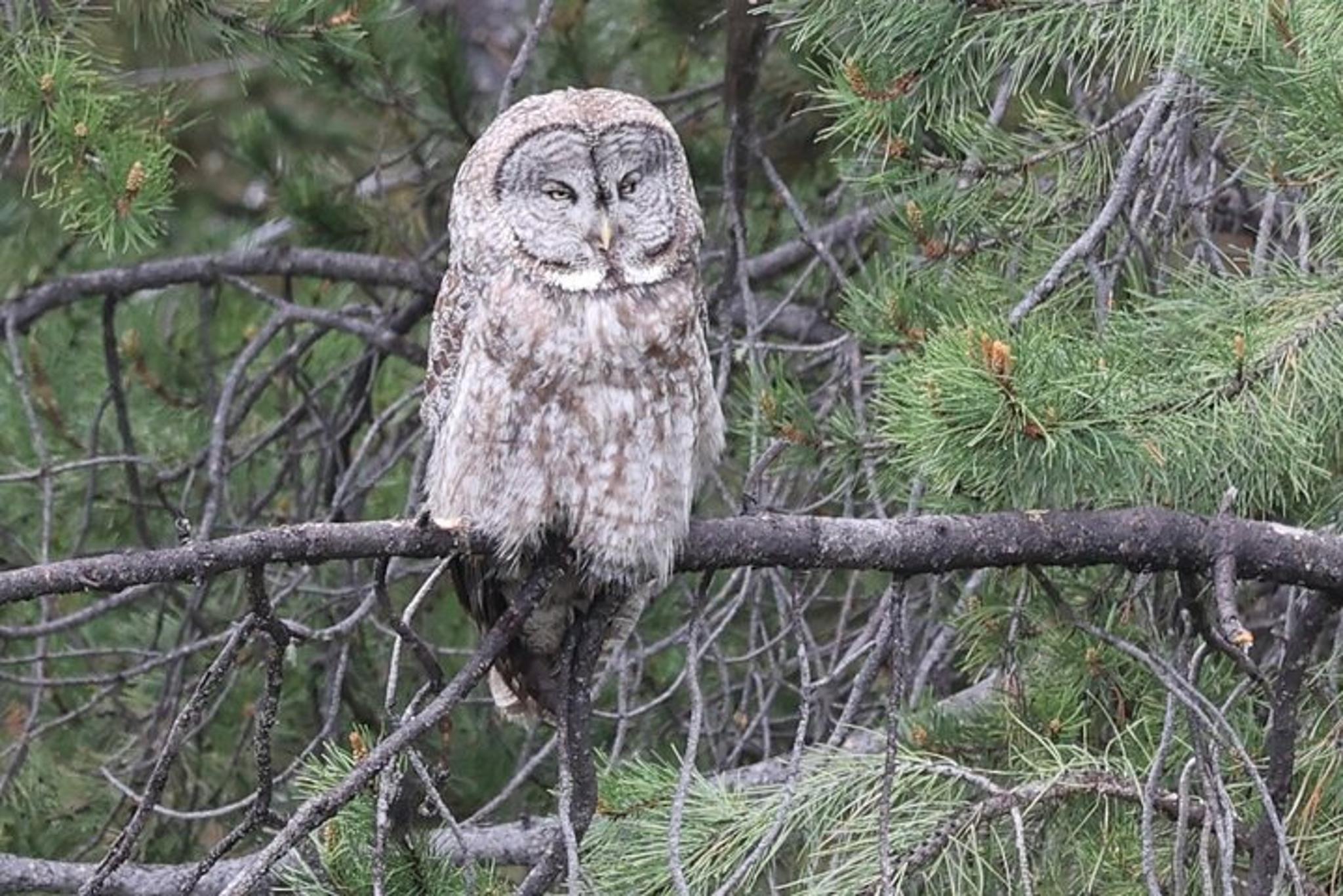 Grand Teton National Park Wildlife Tour - Image 6