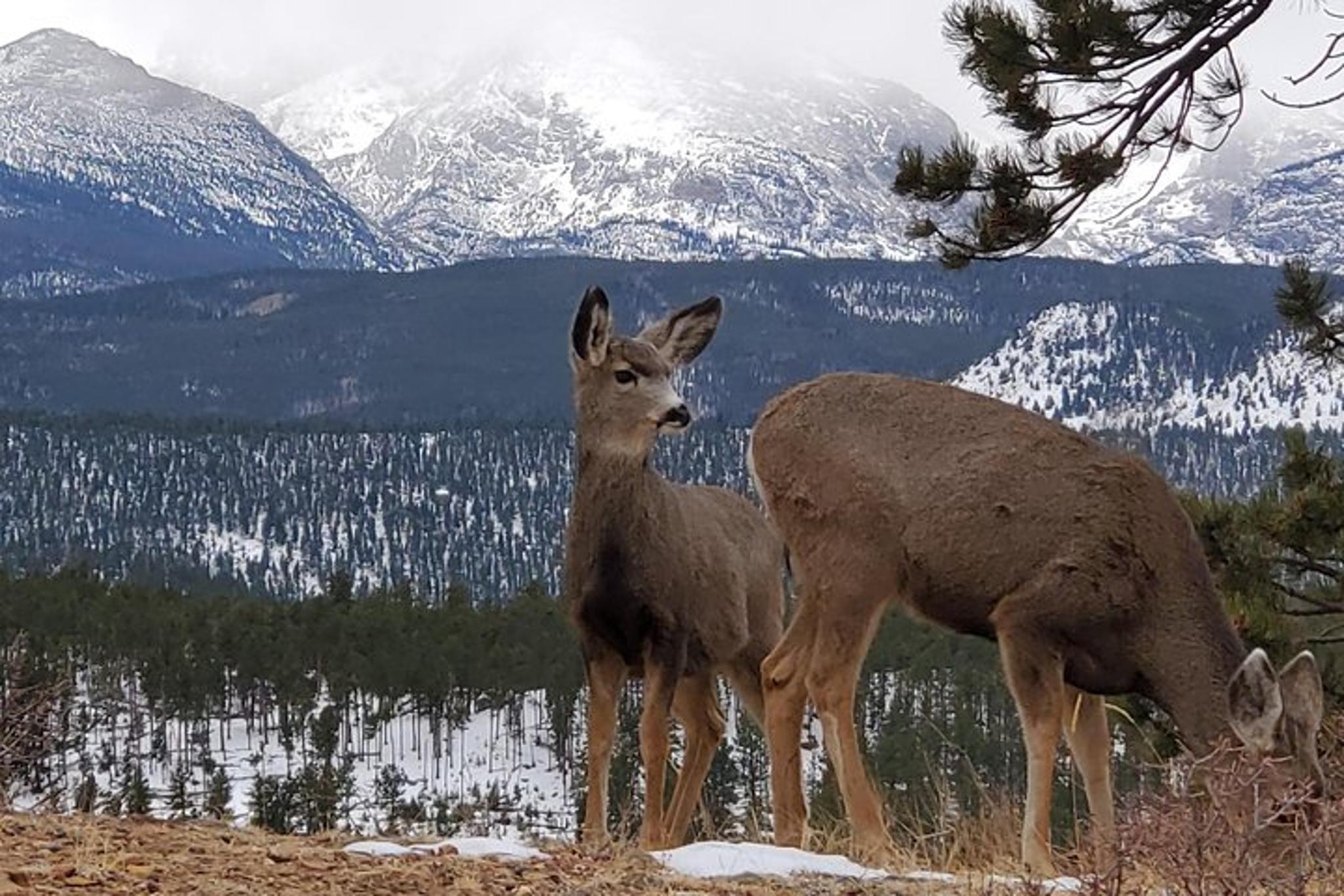 Rocky Mountain National Park Lower Valley Tour - Image 1