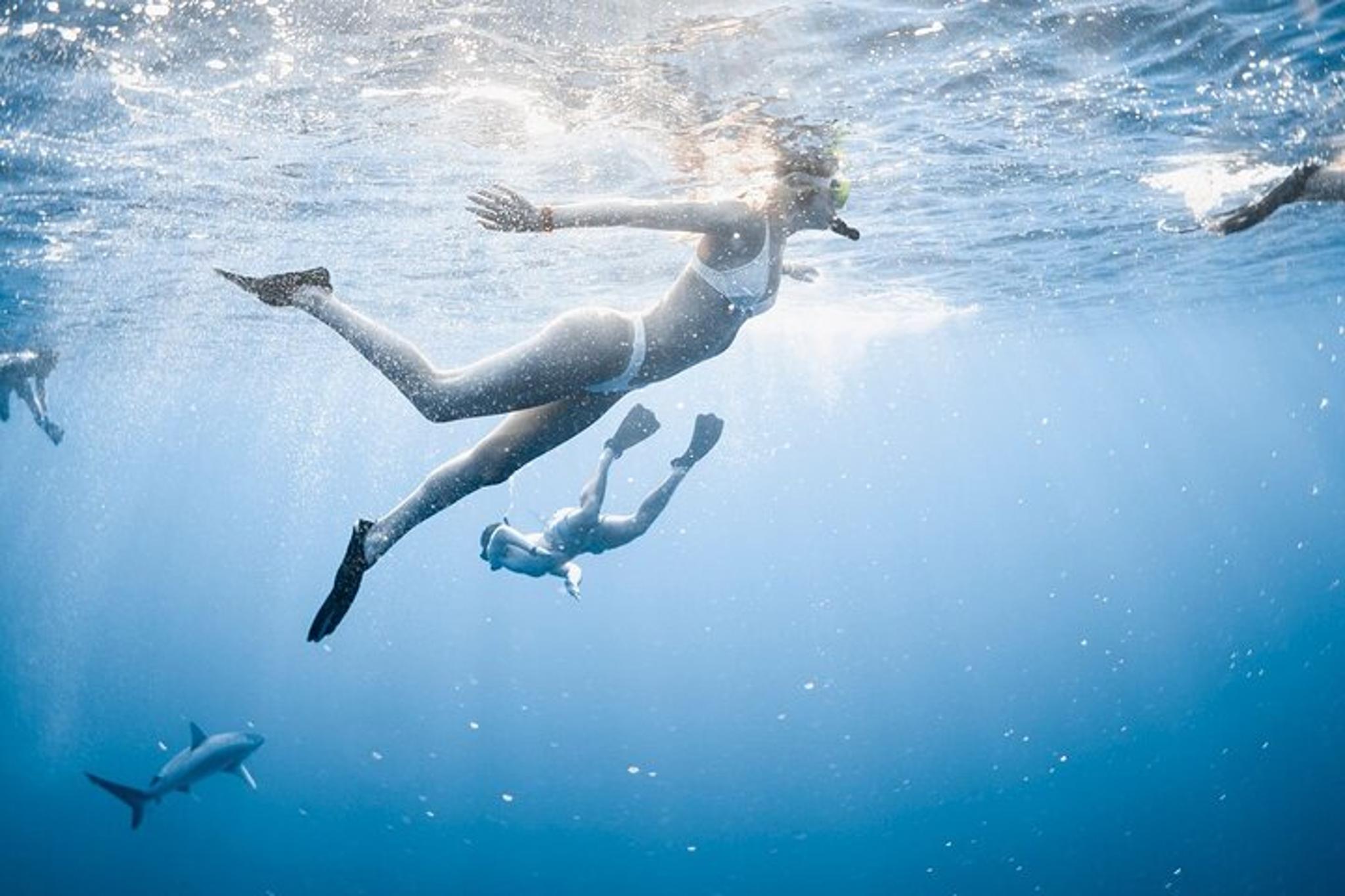 Oahu Shark Diving Experience - Image 5