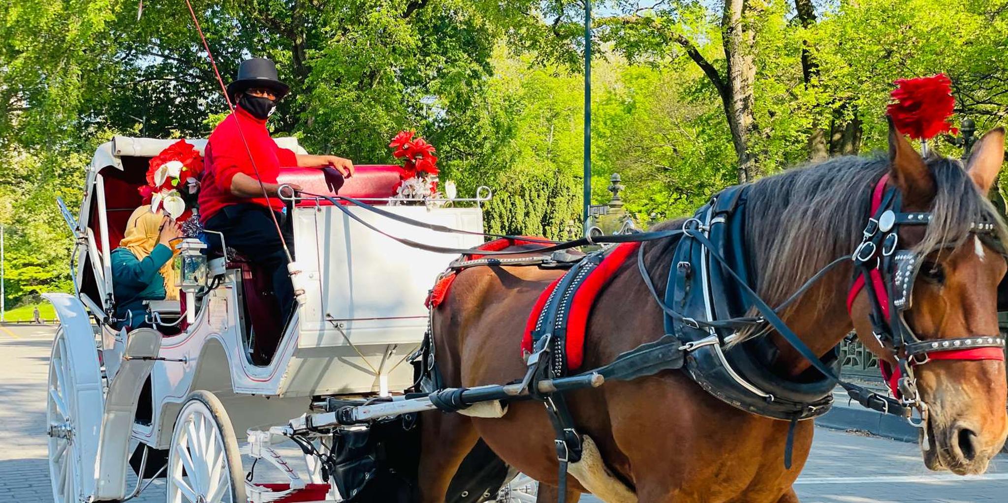 New York City Central Park Horse and Carriage Tour - Image 2