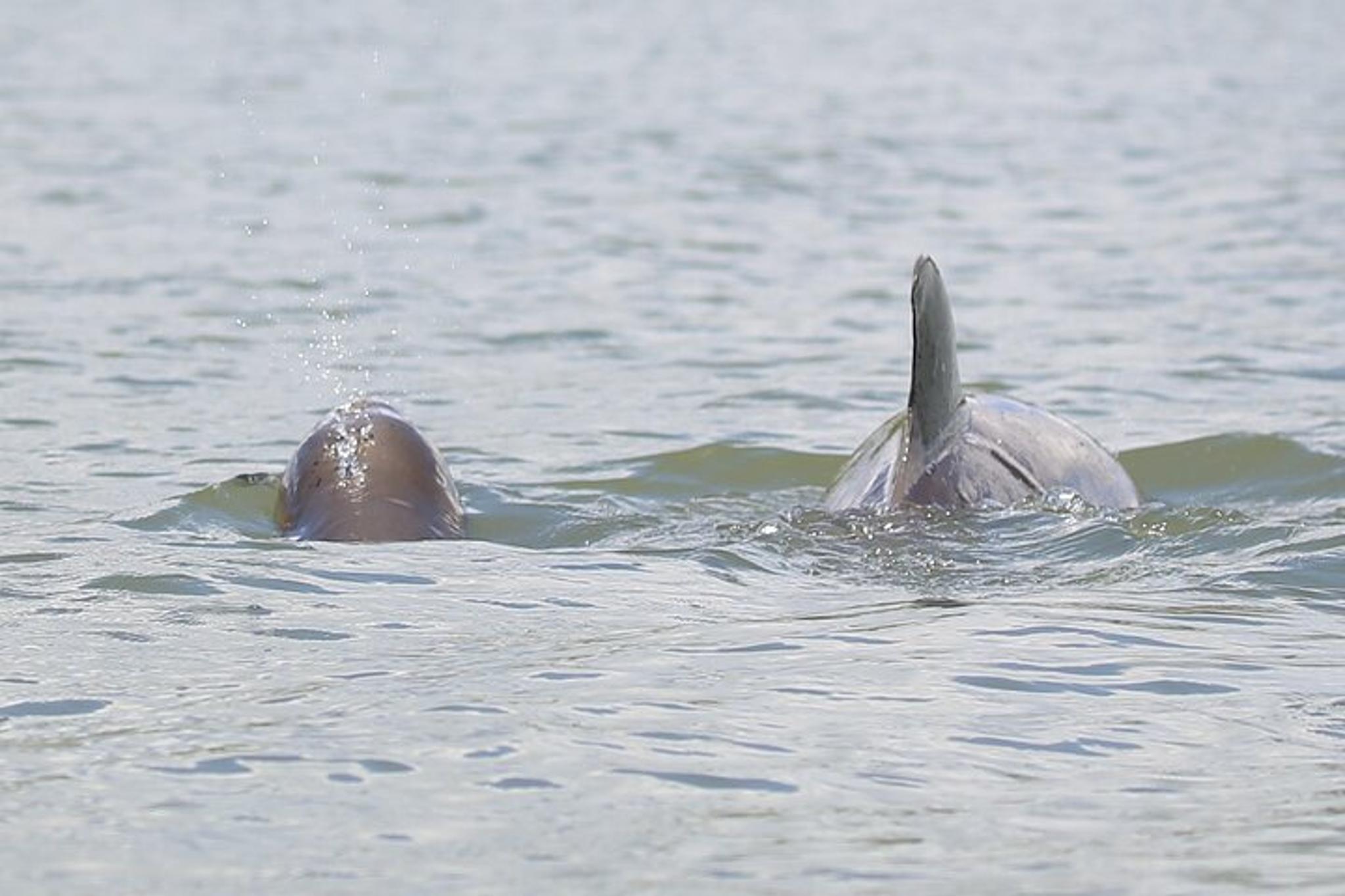 Indian River Shores Dolphin and Wildlife Kayak Tour 90 min