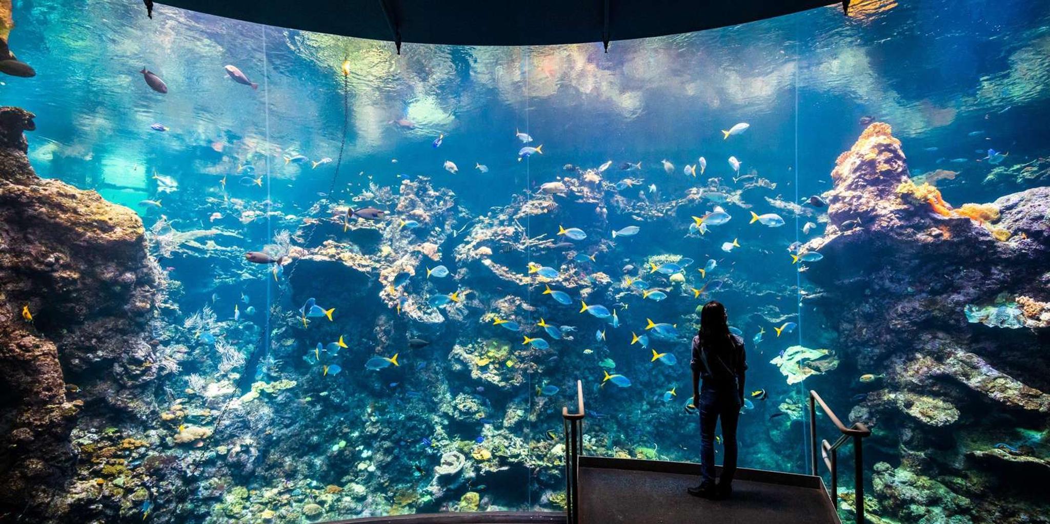 San Francisco Hop-On Hop-Off & Academy of Sciences Tour - Image 2
