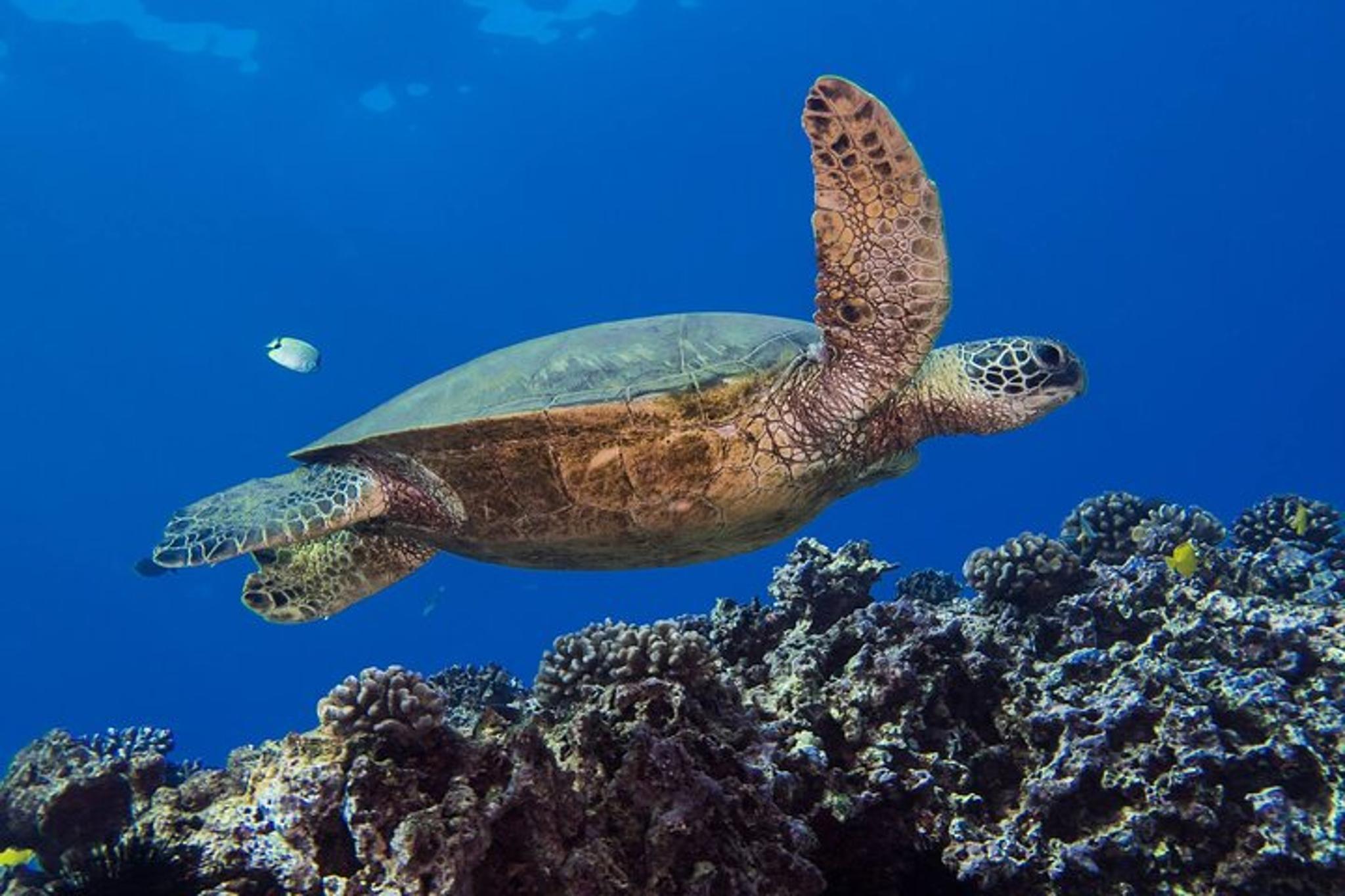 Oahu Shallow Reef Dive - Image 2