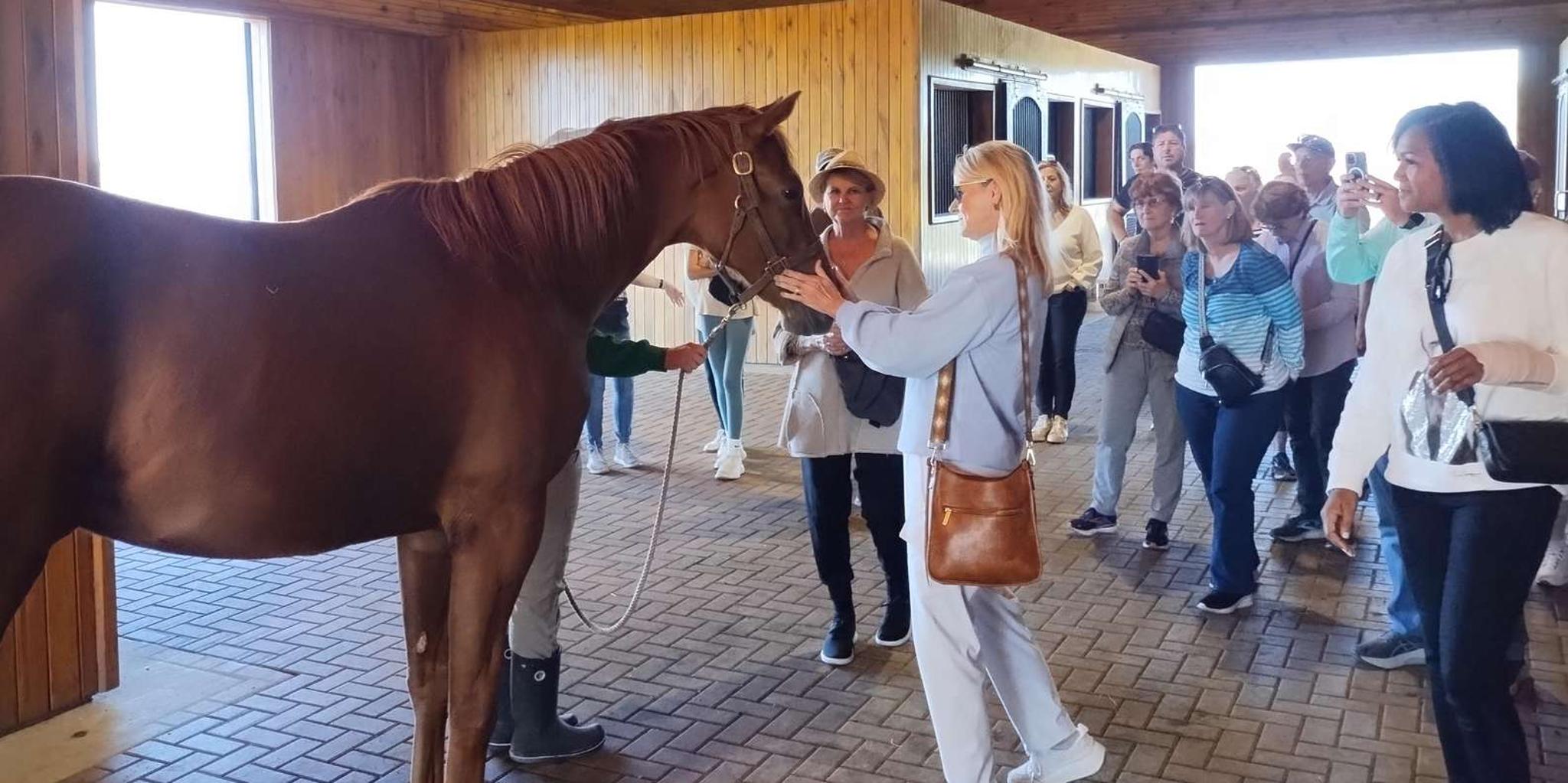Half Day Thoroughbred Horse Farm Tour in Kentucky