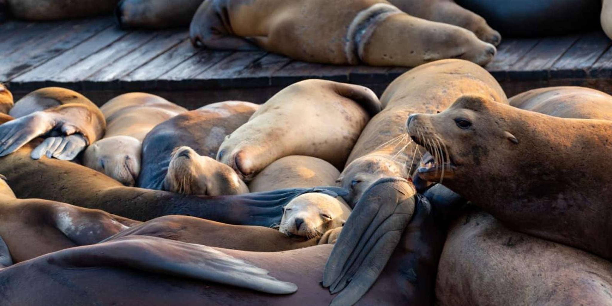 San Diego Guided Day Trip from Orange County - Image 5