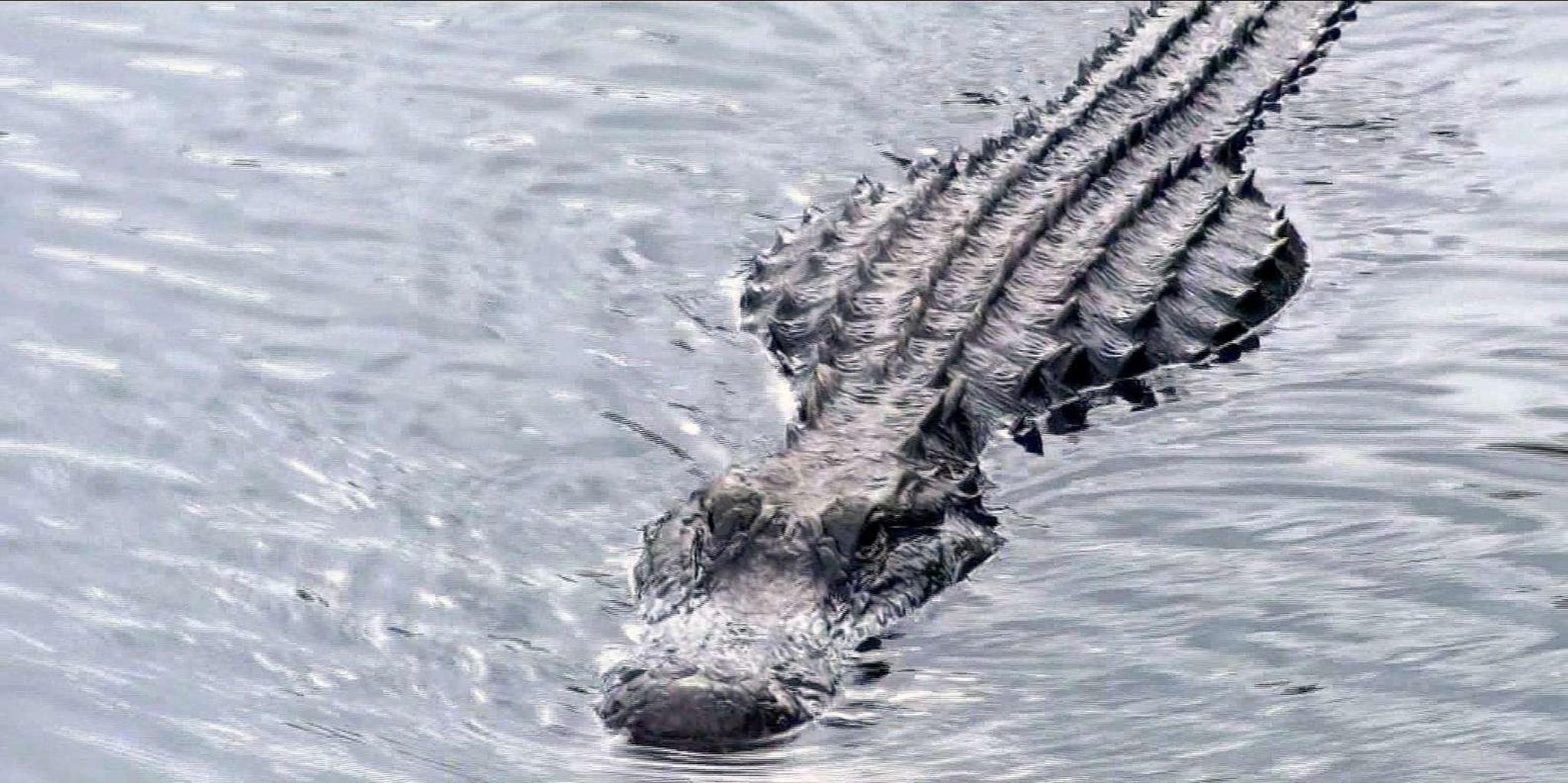 Orlando Everglades Airboat Tour and Wildlife Park - Image 5
