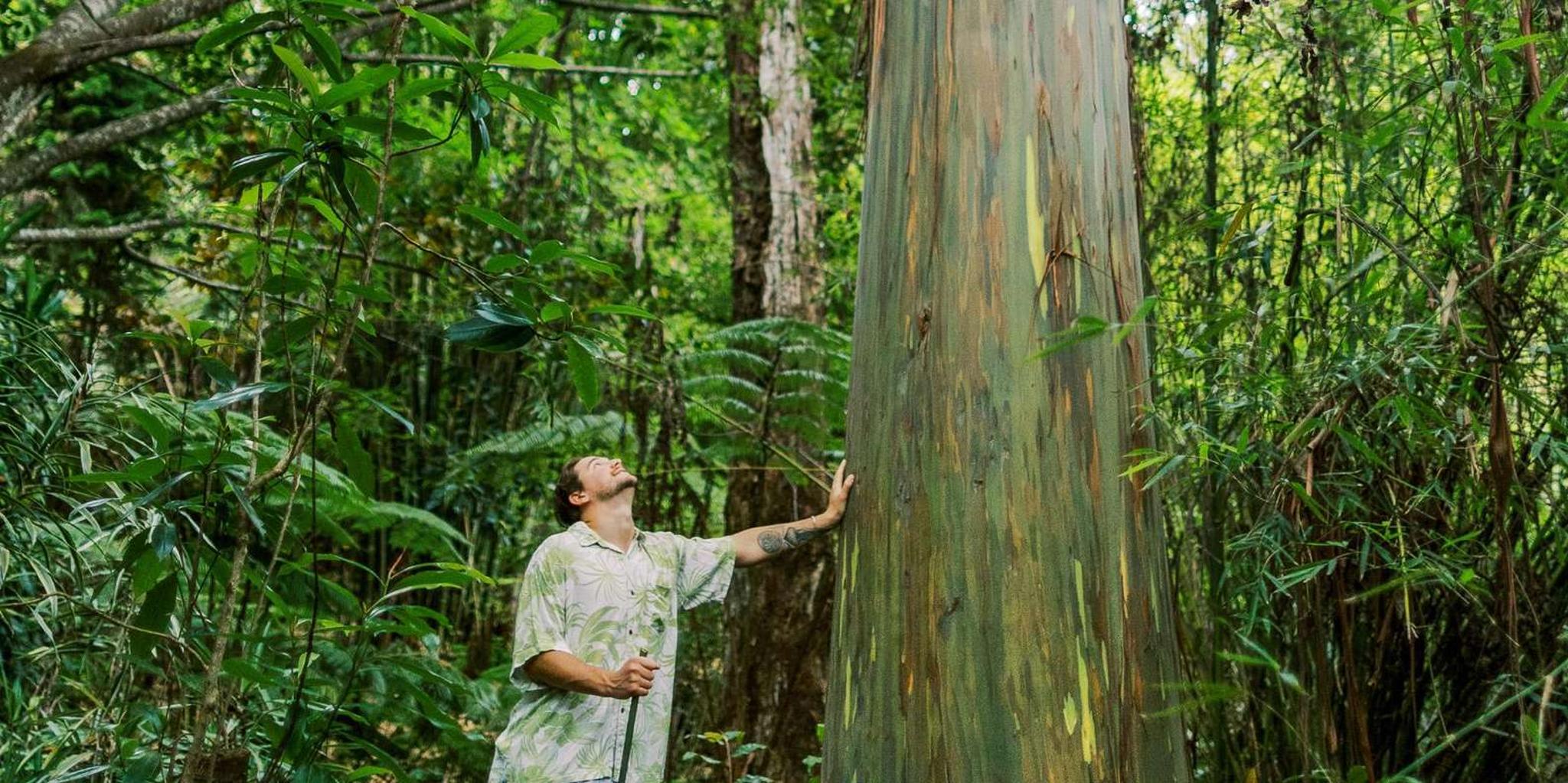 Kona Cloud Forest Sanctuary Montane Jungle Tour 2.5 hr - Image 4