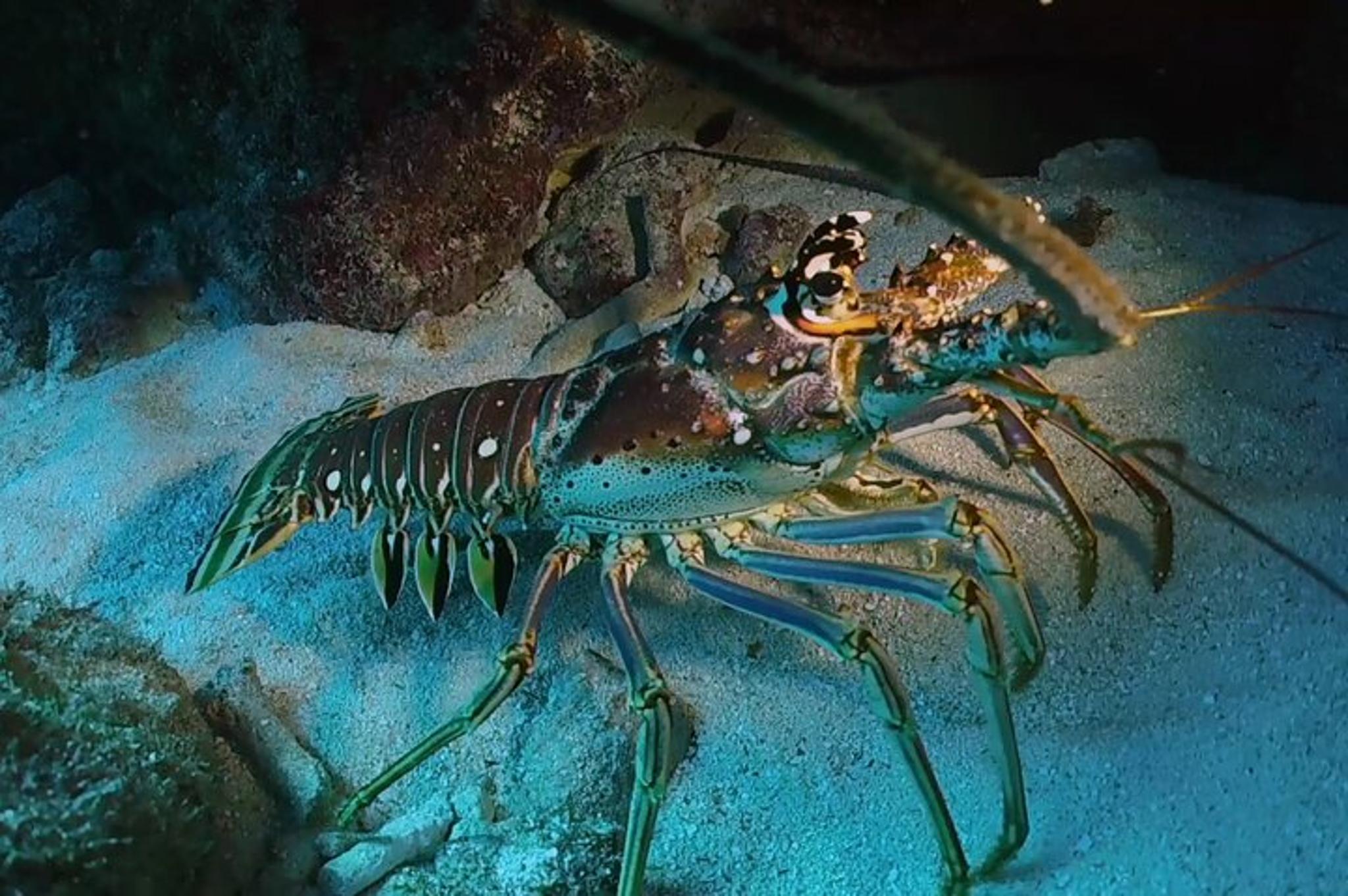 Key Largo Scuba Diving Trip 2-Location 4 hr - Image 6
