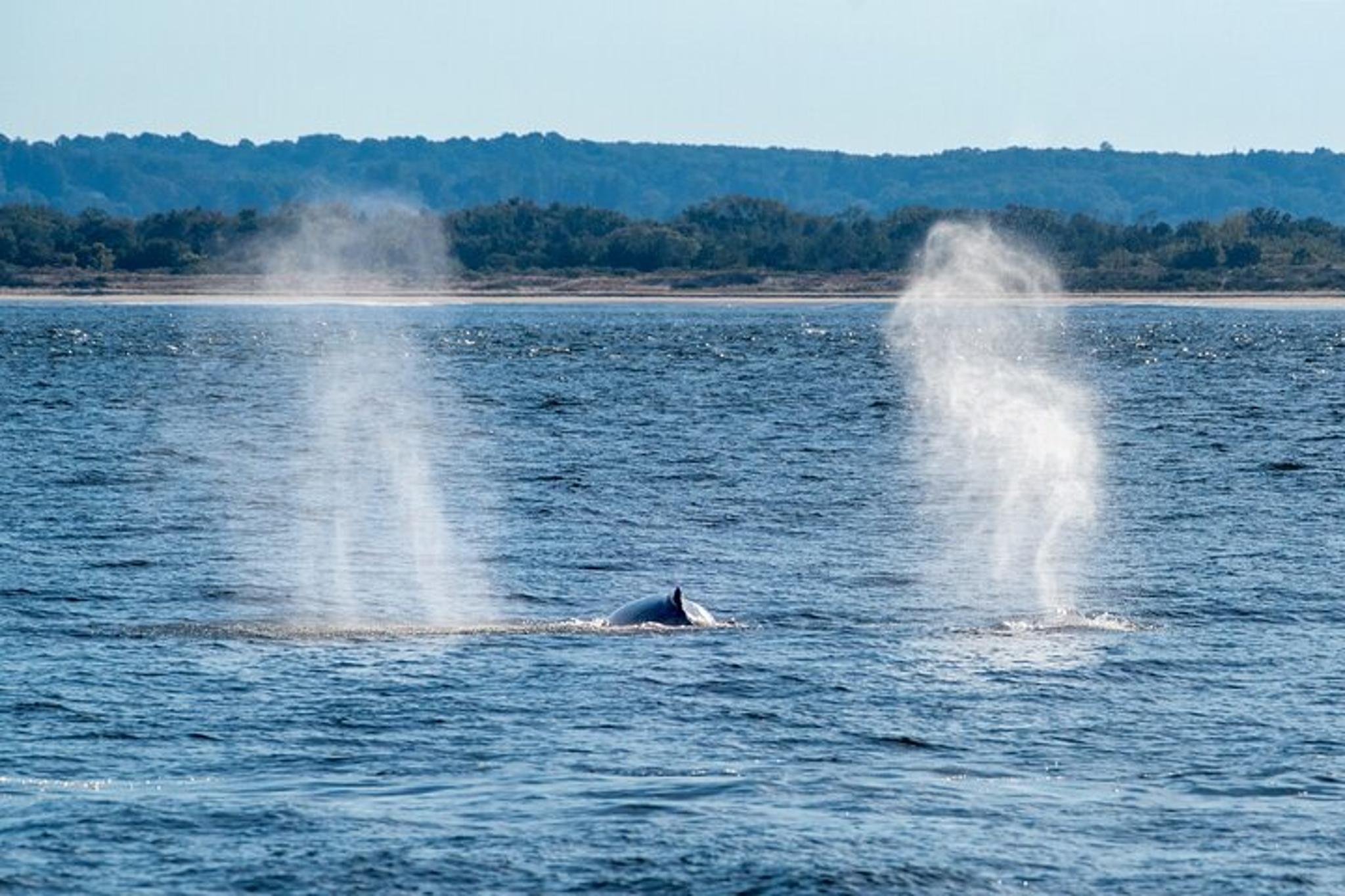 New York City Whale Watching Cruise - Image 6