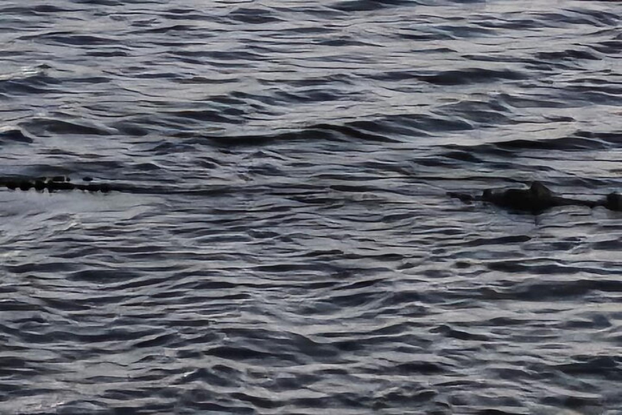 Lake Osborne Gator Watch Tour 3 hr - Image 2