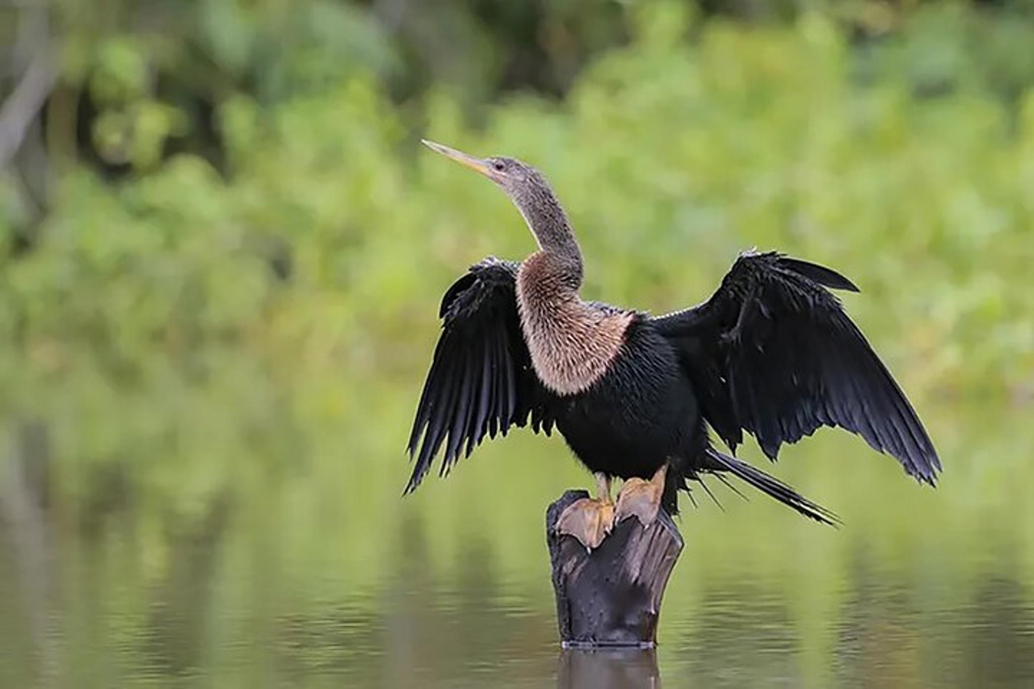 McIntosh Lakeshore Ecotour at Sunrise - Image 6