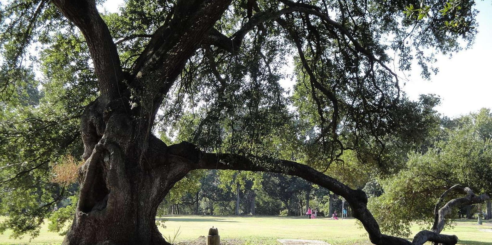 New Orleans City and Cemetery Bus Tour - Image 5